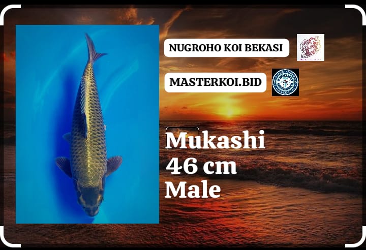 MUKASHI F1 46cm