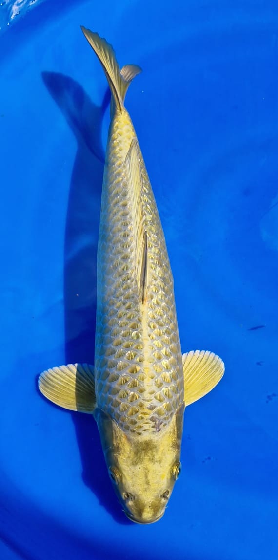 Ikan Koi MUKASI GOLD GINRIN 40cm, lelang koi MUKASI GOLD GINRIN 40cm, jual koi MUKASI GOLD GINRIN 40cm, beli koi MUKASI GOLD GINRIN 40cm, Lelang Koi Online, Jual Beli Ikan Koi, Pusat Jual Beli Koi, Info Lelang Koi Hari Ini, Platform Jual Beli Koi, Jual Beli Ikan Koi Online, Marketplace Ikan Koi, Jual Koi Terbaik, Tempat Beli Koi Berkualitas, Pasar Ikan Koi Online Terpercaya, Penjual Ikan Koi Terpercaya, Beli Koi Hias Online, Ikan Koi untuk Dijual, Koi Kualitas Terbaik, Toko Online Ikan Koi, Koi Hias Untuk Dijual, Jual Beli Ikan Koi Lokal, Koi Indonesia Online, Pusat Jual Beli Koi Terbesar