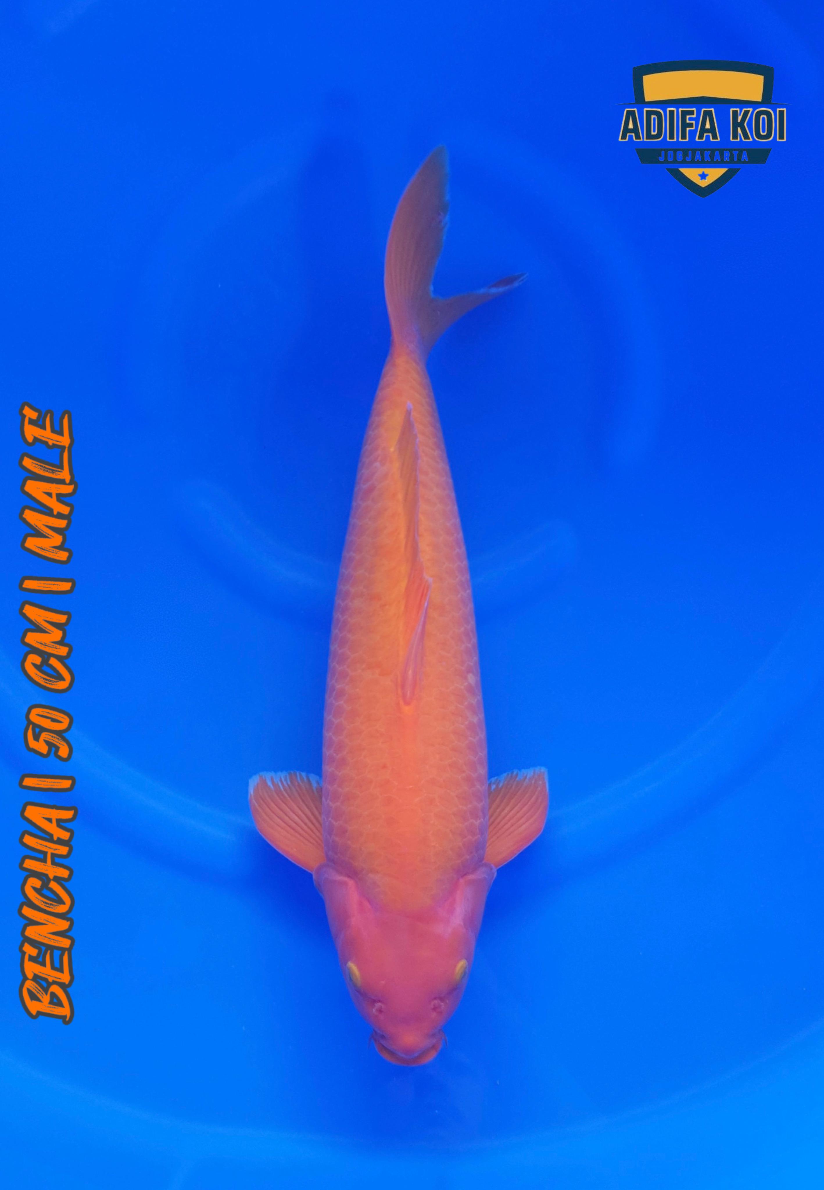 BENCHA 50cm