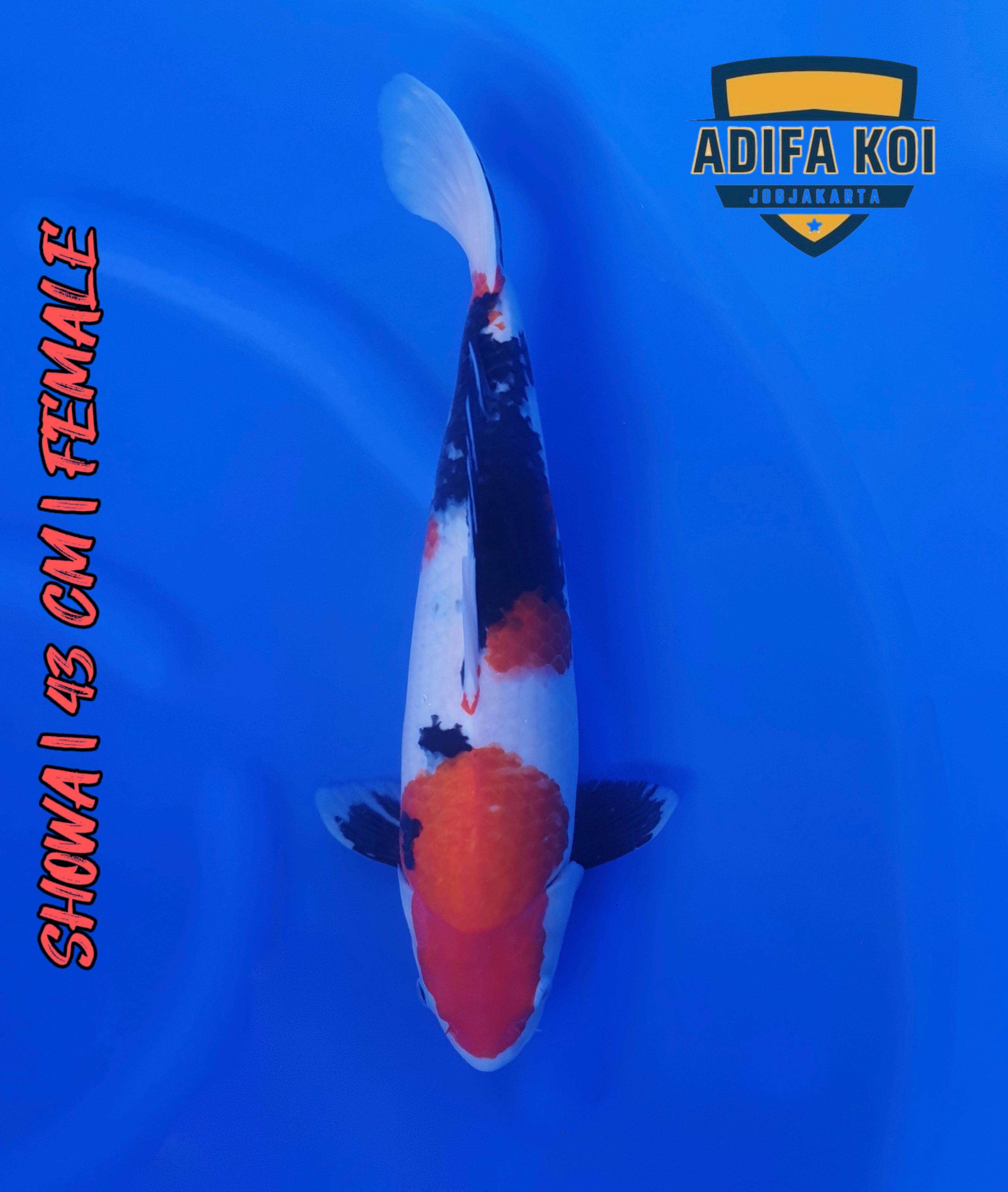 SHOWA 43cm