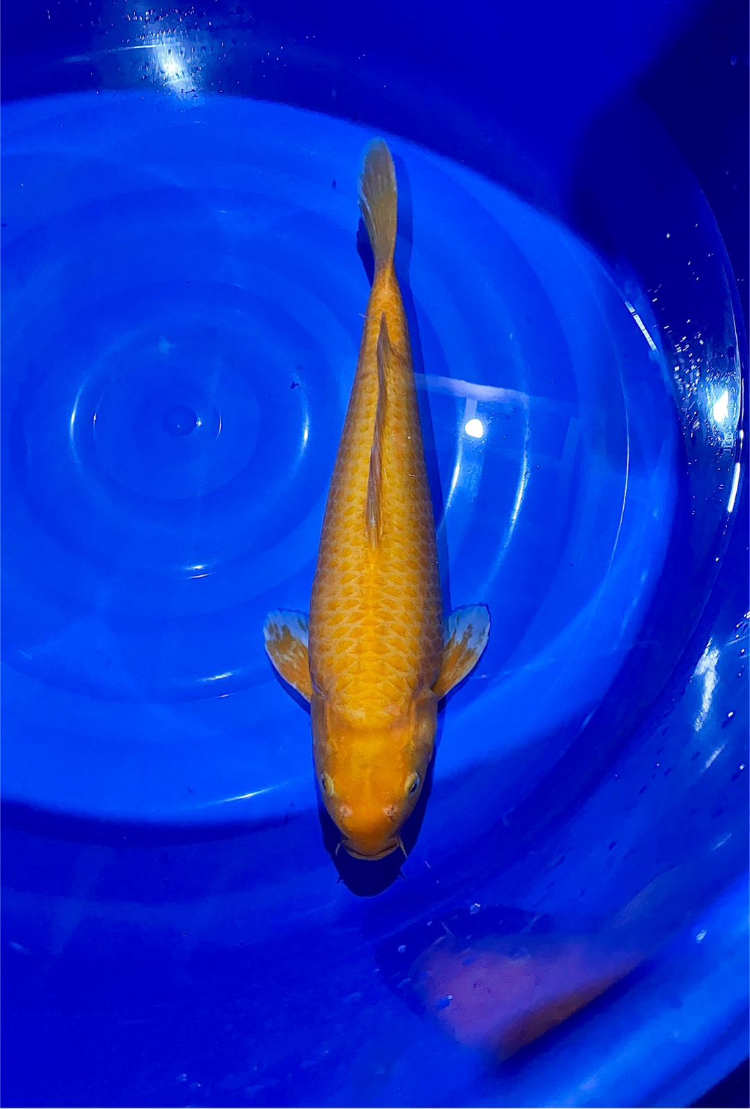 KARASI JANTAN 46cm
