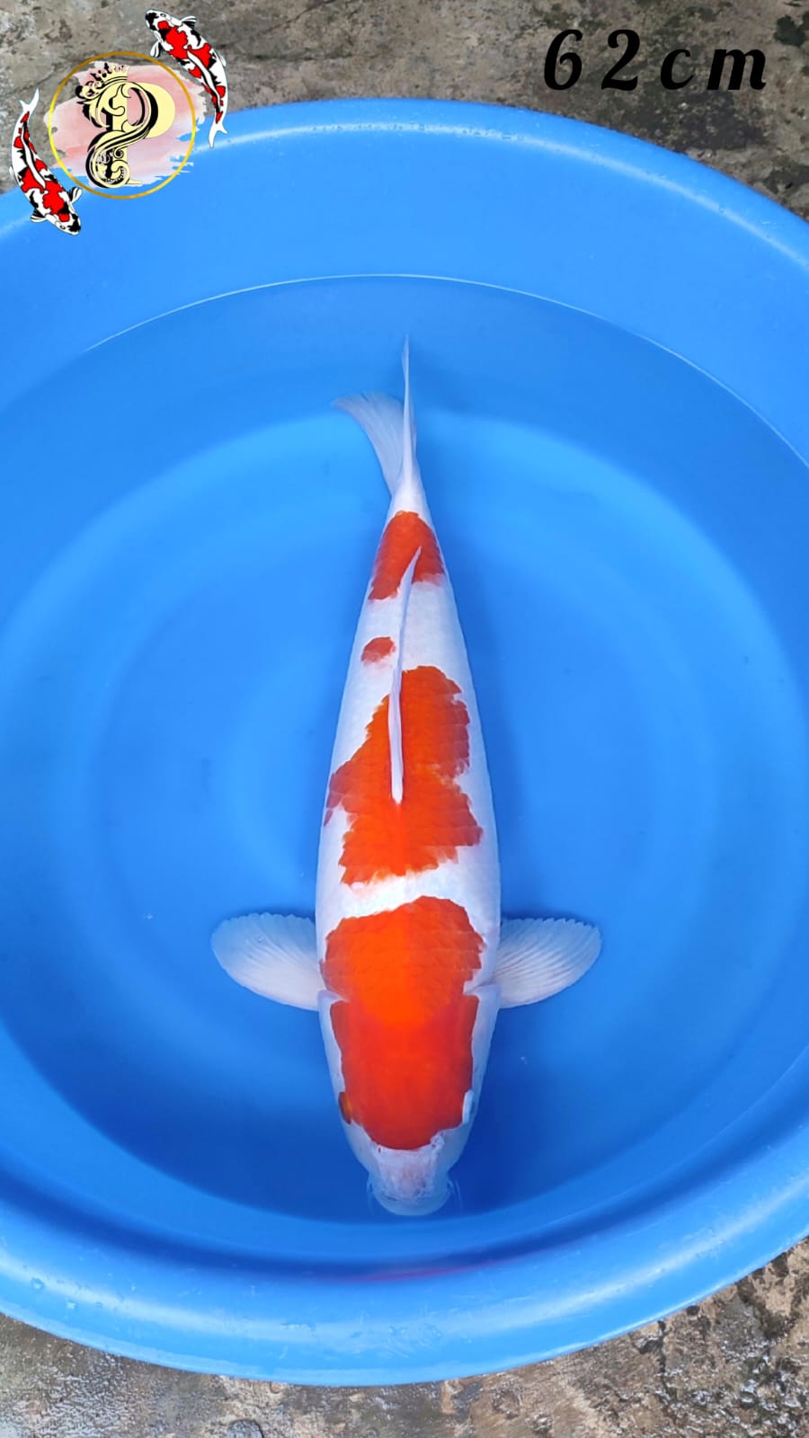 Lelang Koi Online, Jual Beli Ikan Koi, Pusat Jual Beli Koi, Info Lelang Koi Hari Ini, Platform Jual Beli Koi, Jual Beli Ikan Koi Online, Marketplace Ikan Koi, Jual Koi Terbaik, Tempat Beli Koi Berkualitas, Pasar Ikan Koi Online Terpercaya, Penjual Ikan Koi Terpercaya, Beli Koi Hias Online, Ikan Koi untuk Dijual, Koi Kualitas Terbaik, Toko Online Ikan Koi, Koi Hias Untuk Dijual, Jual Beli Ikan Koi Lokal, Koi Indonesia Online, Pusat Jual Beli Koi Terbesar
