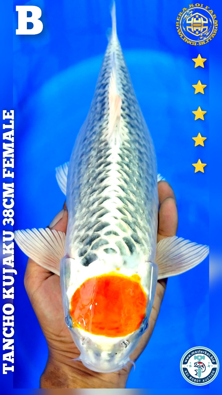 TANCHO KUJAKU 38cm