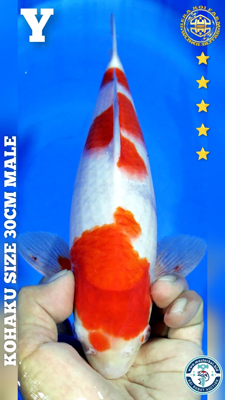 KOHAKU 30cm