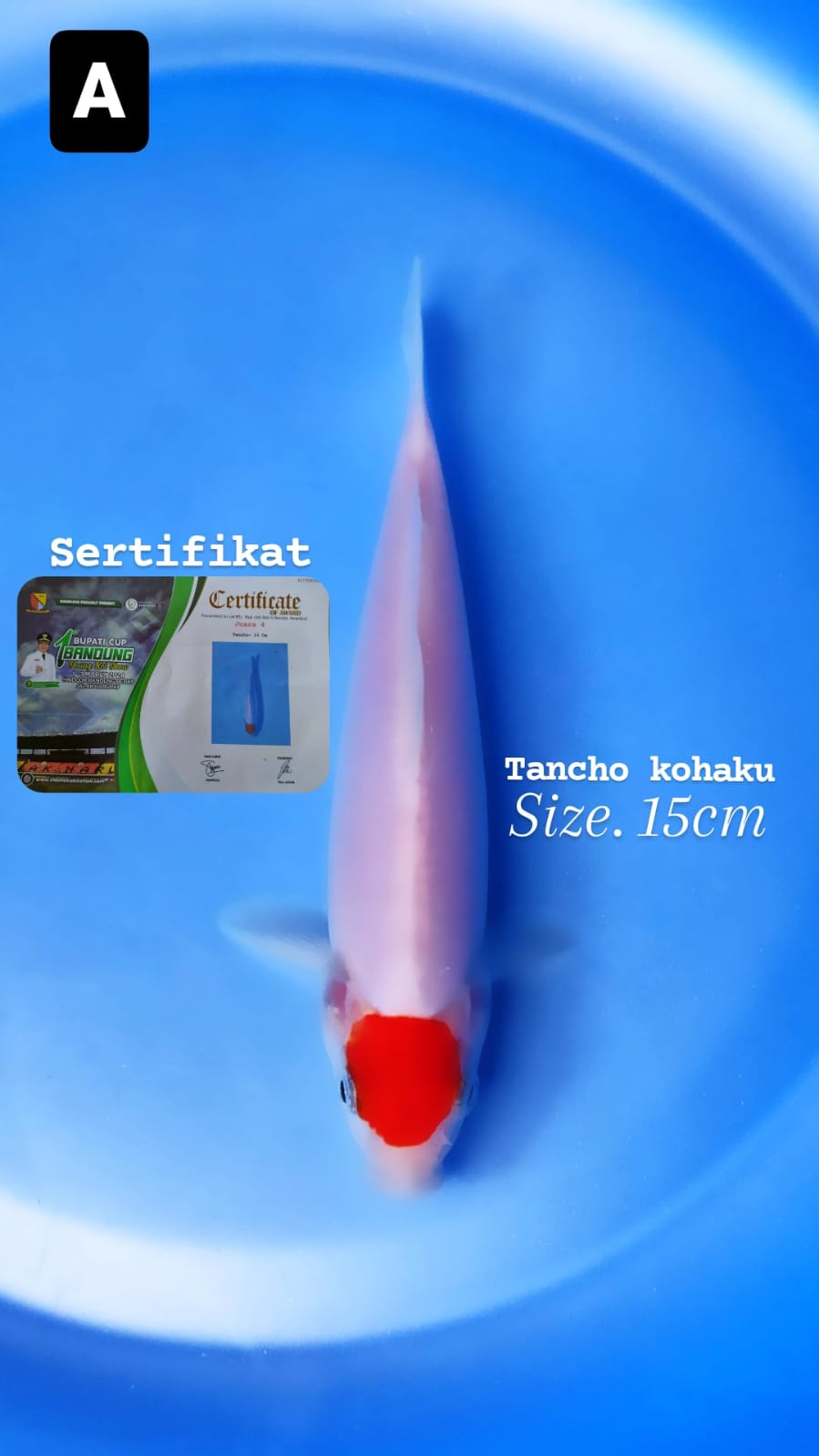 TANCHO SERTIFIKATJUARA SIZE 15cm