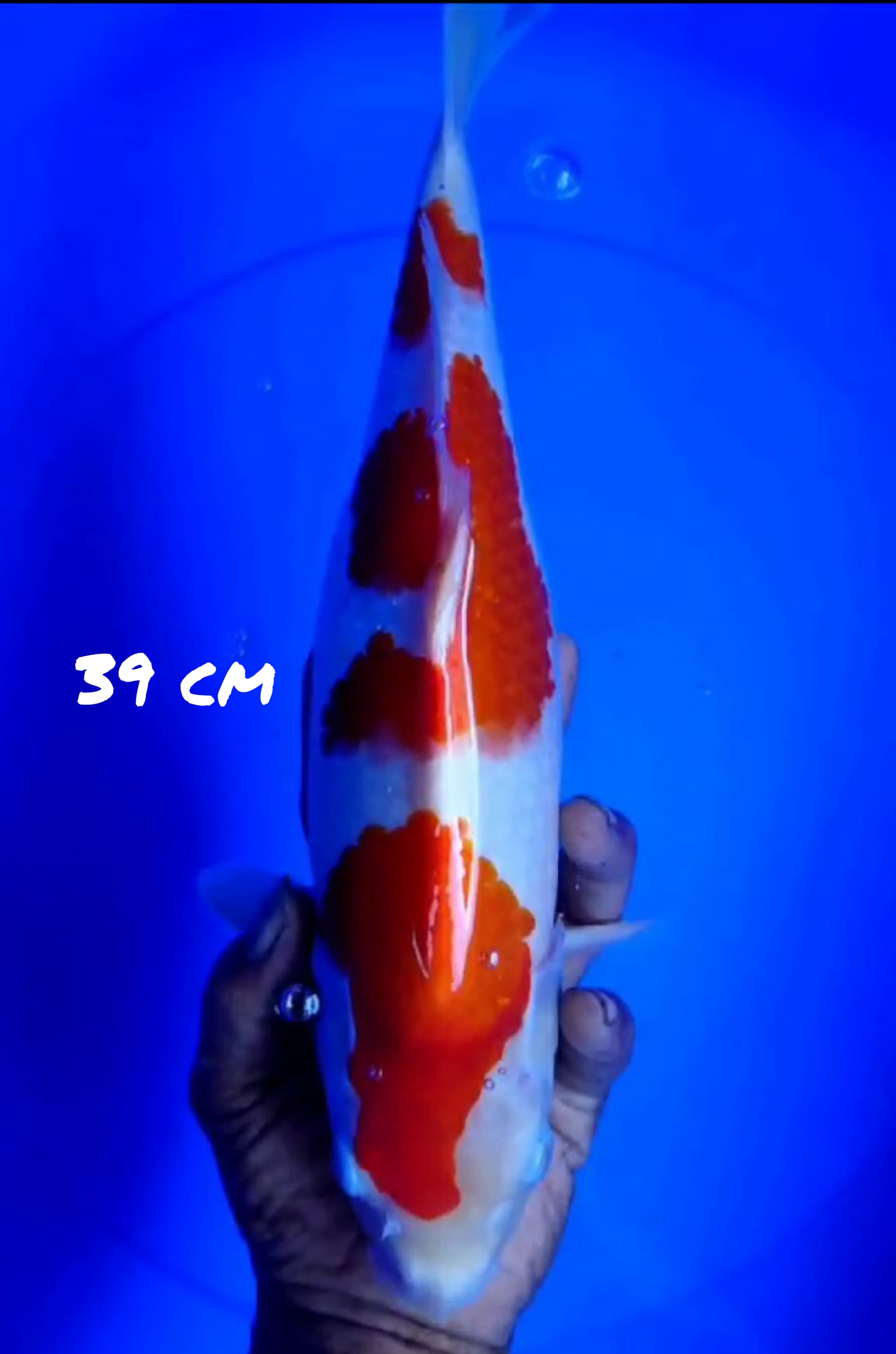 KOHAKU 39cm