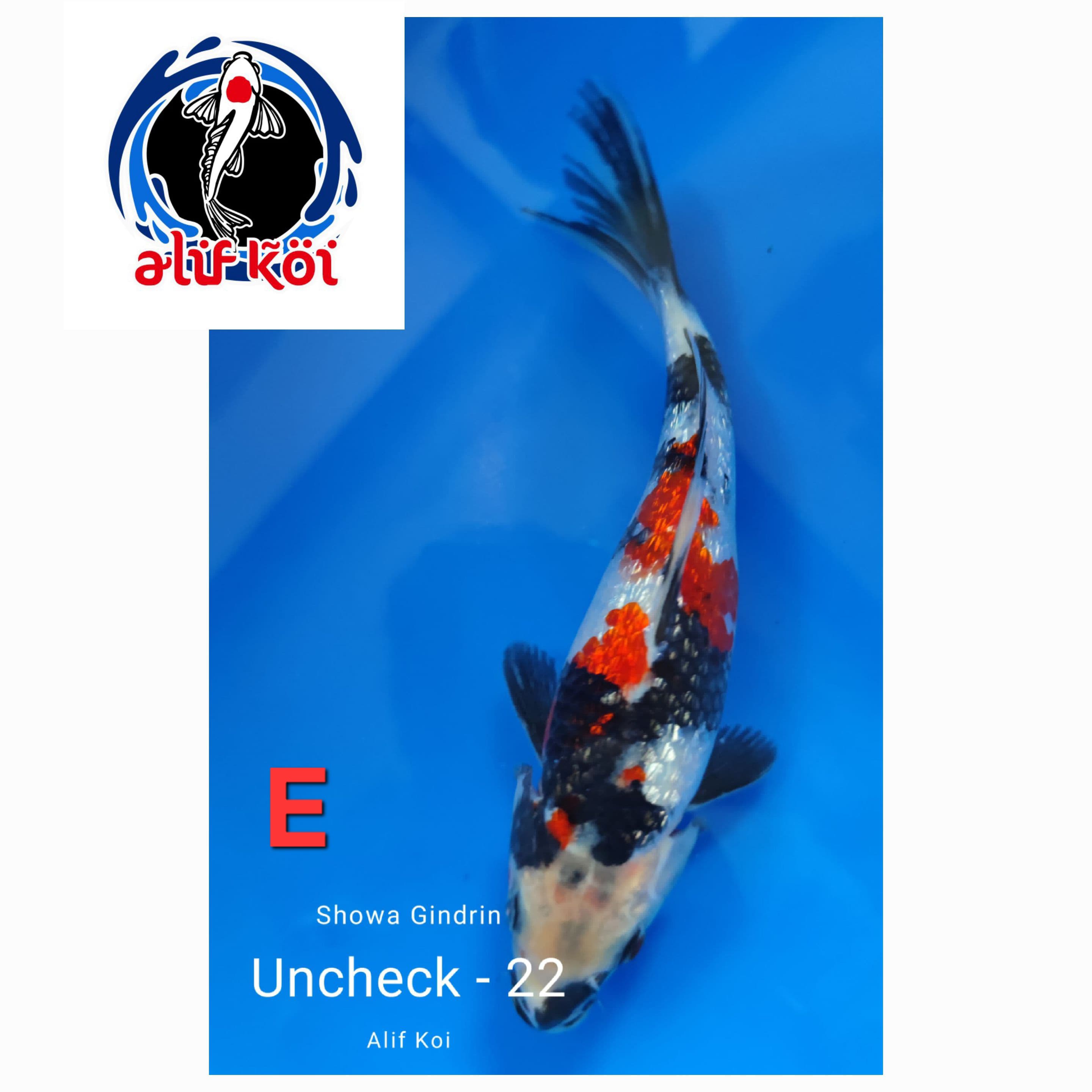 SHOWA GINDRIN 22cm