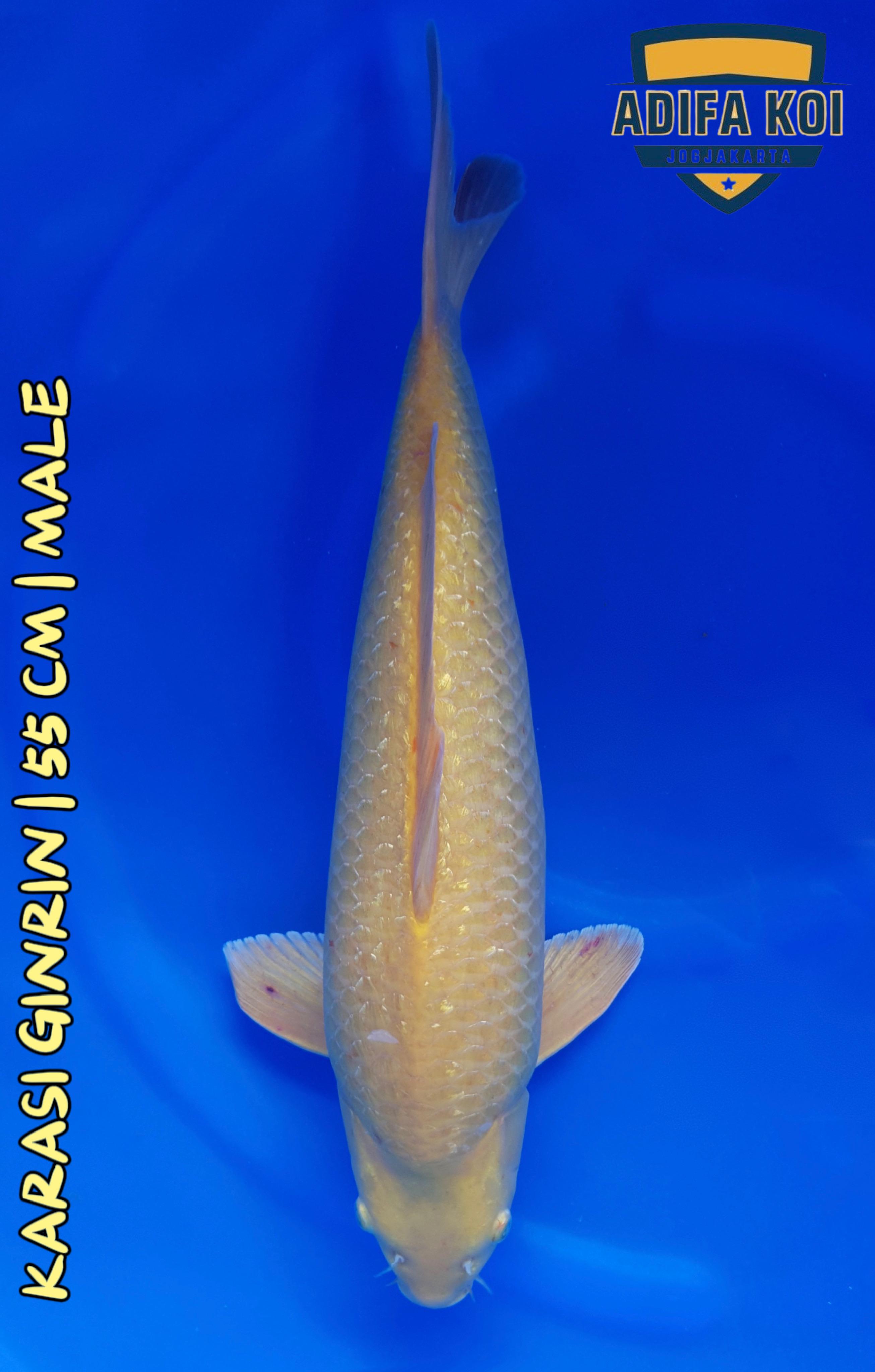 KARASI GINRIN 55cm