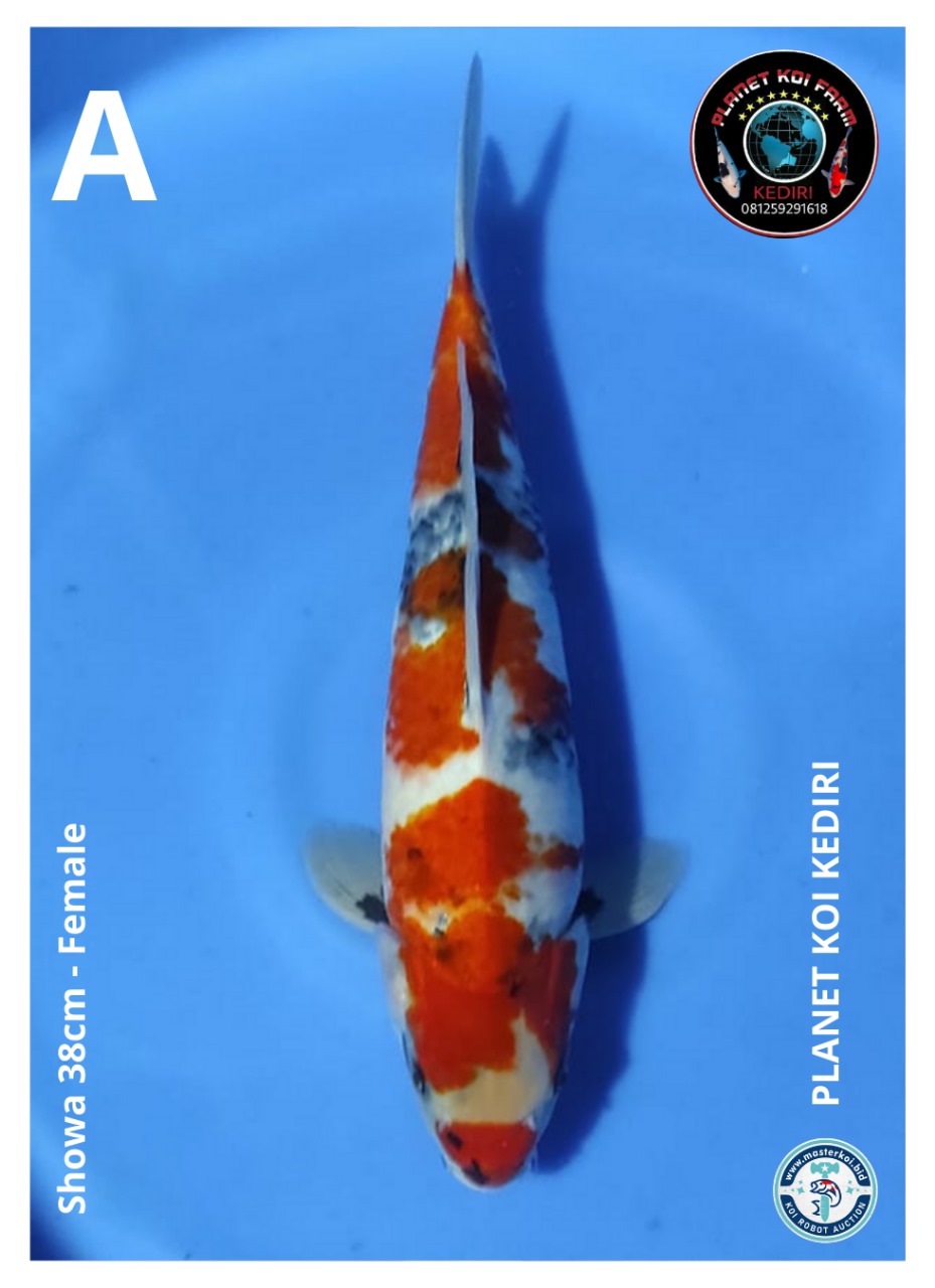 SHOWA 38cm