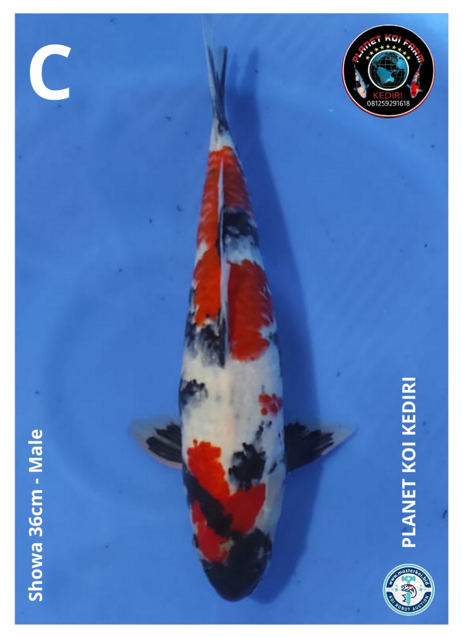 SHOWA 36cm