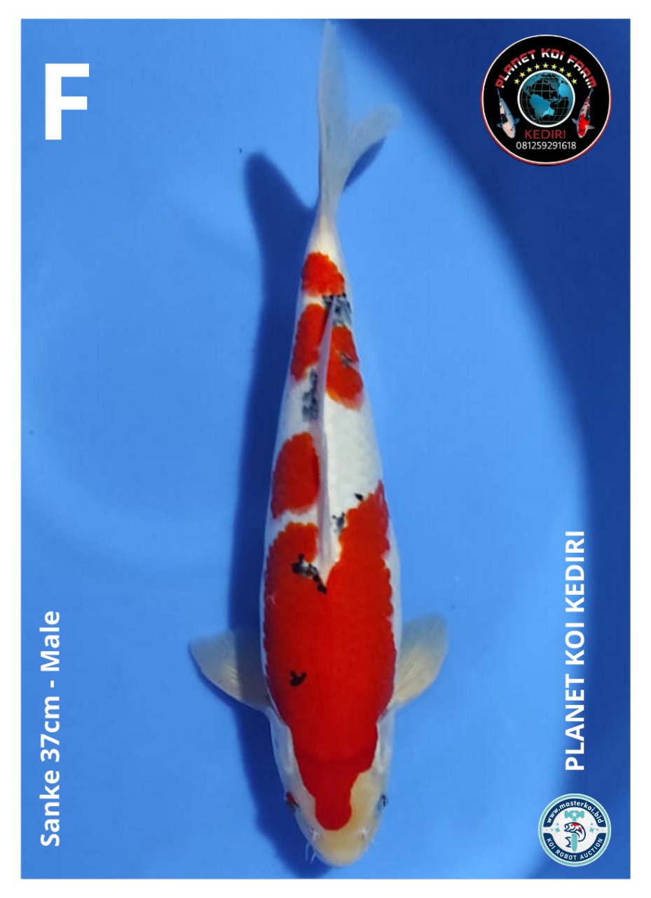 SANKE 37cm