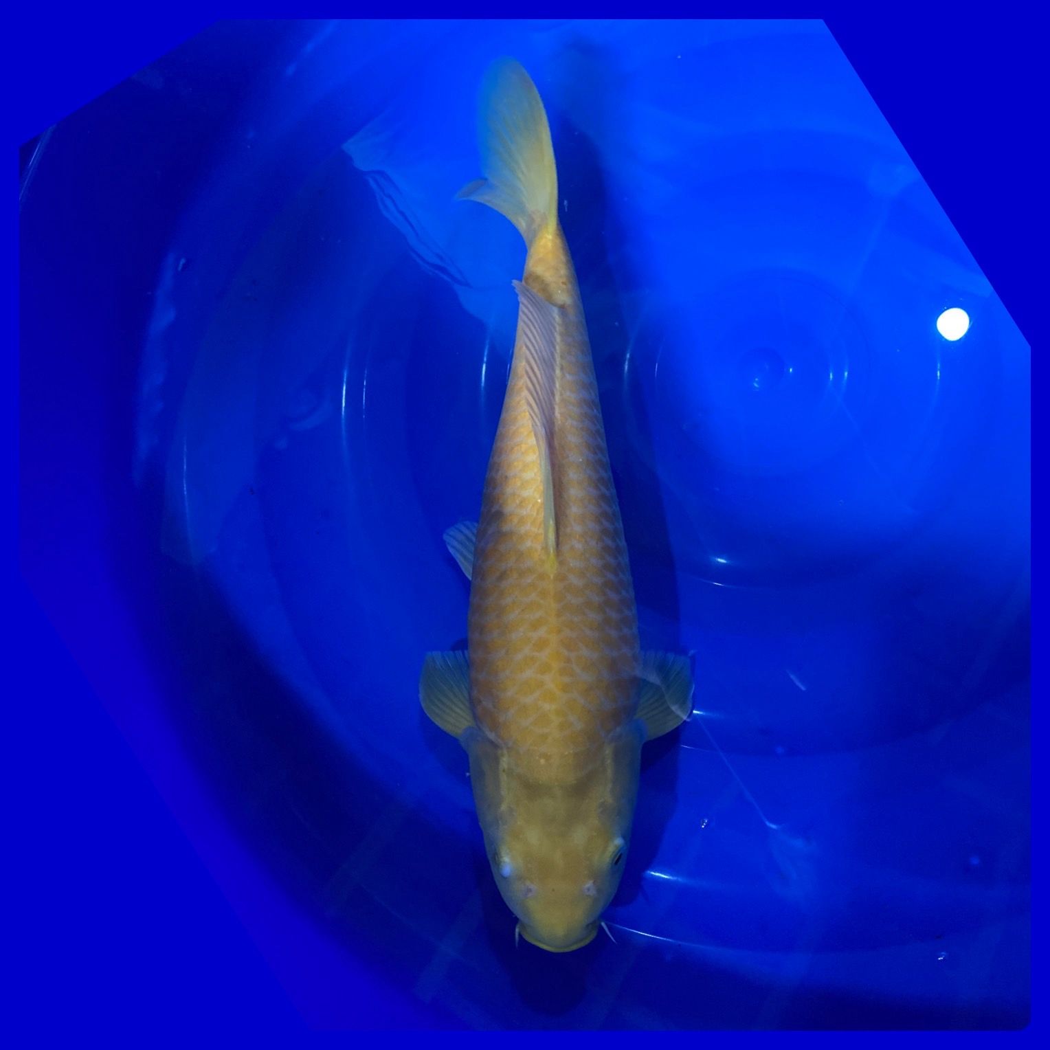 KARASI MADINA AZIZ 41cm