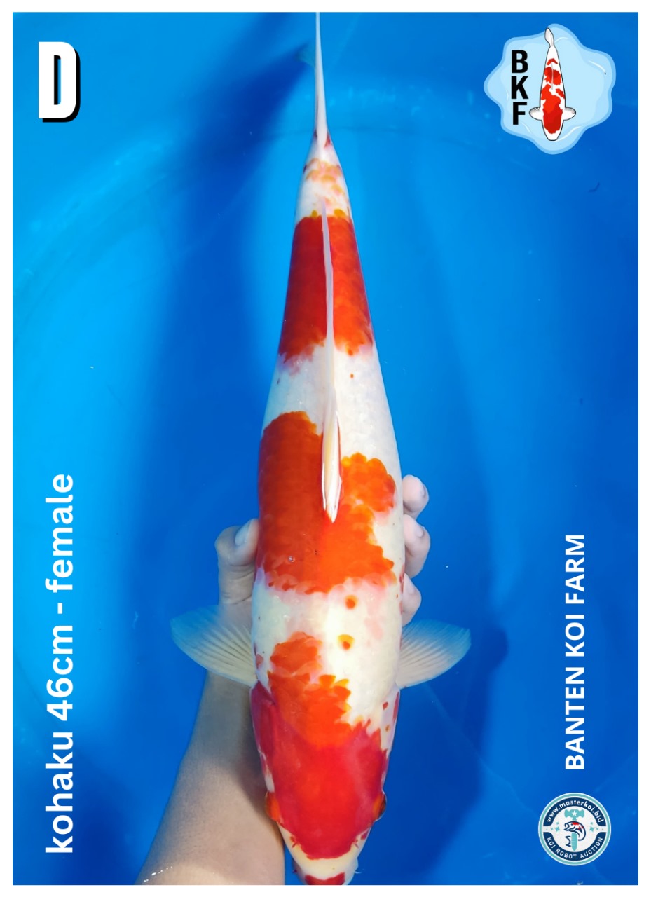 KOHAKU 46cm