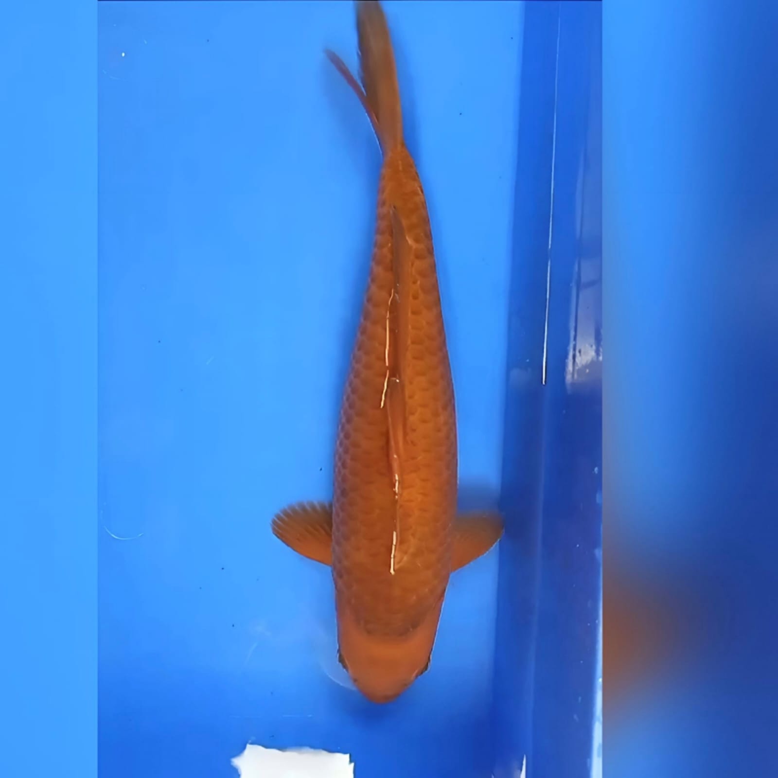 KARAMEL MANTAP 34cm