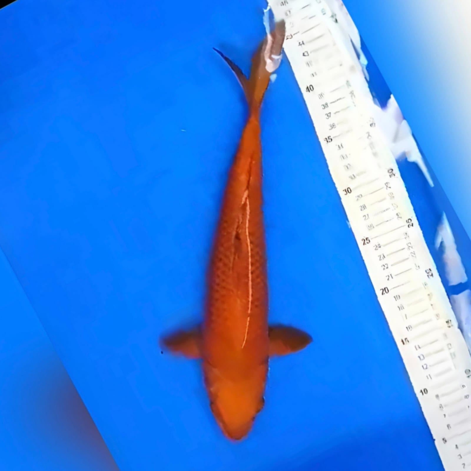 CHAGOI TEMBAGA 36cm