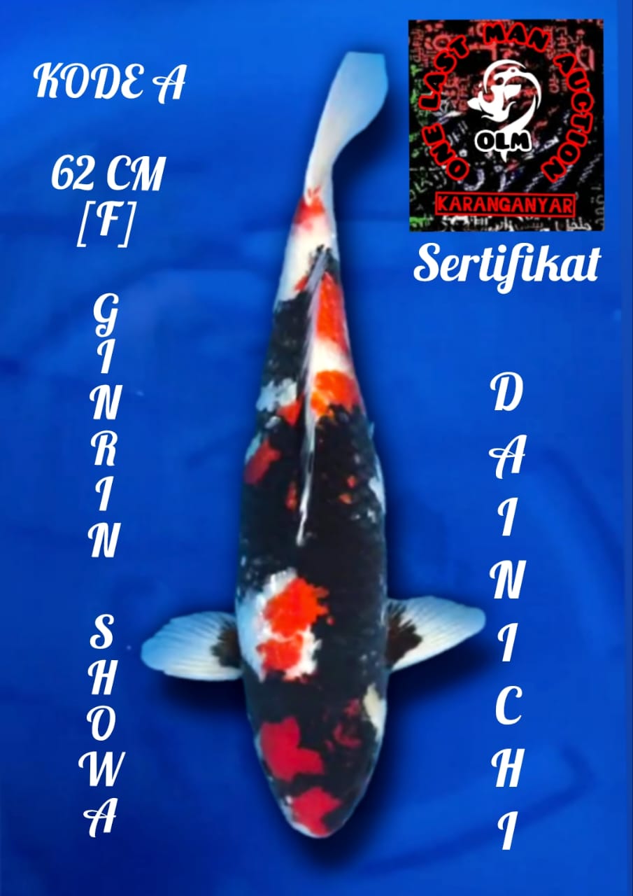 NISAI GINRIN SHOWA IMPORT SERTIFIKAT DAINICHI FEMALE 62cm