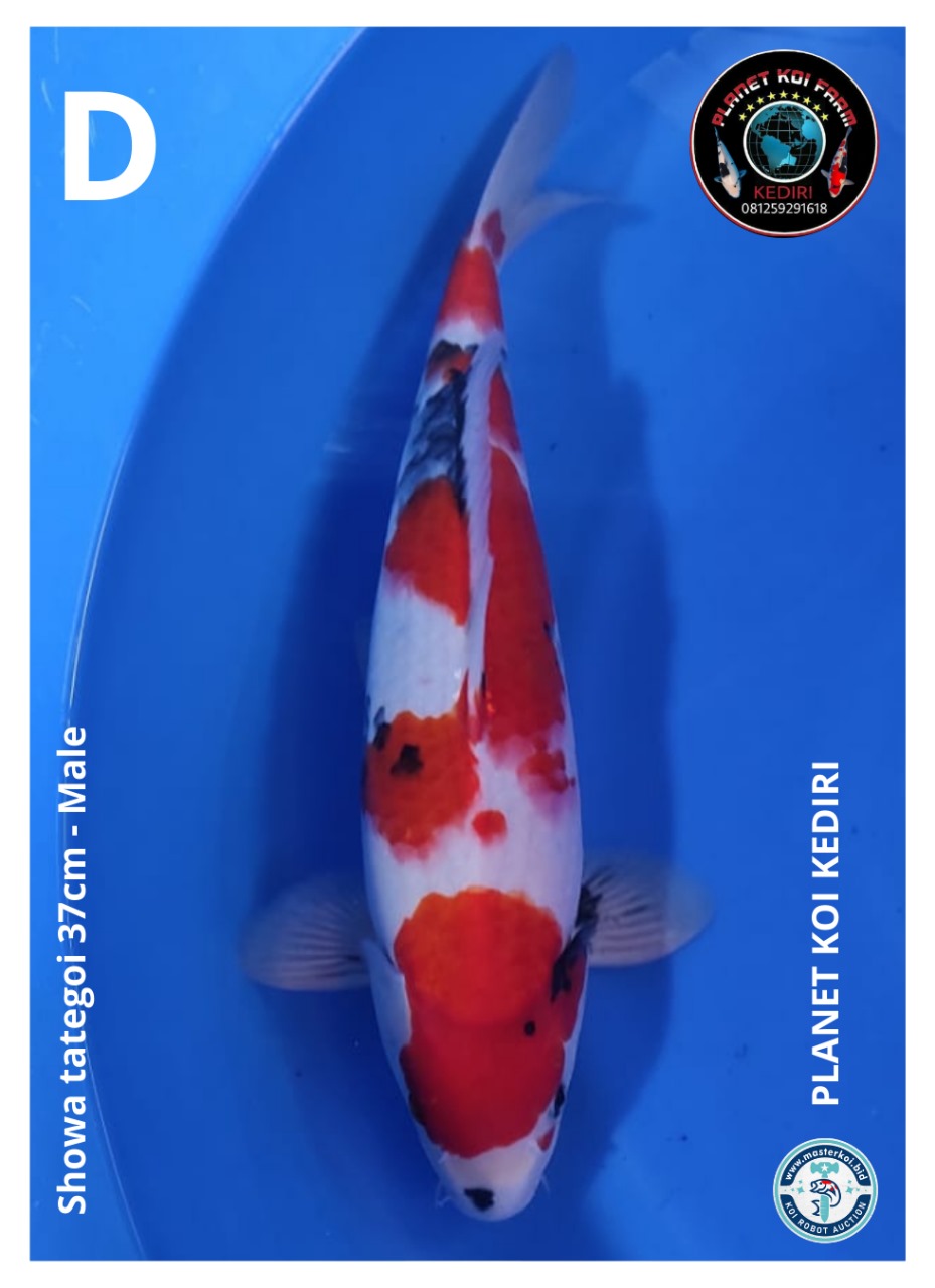 SHOWA TATEGOI 37cm