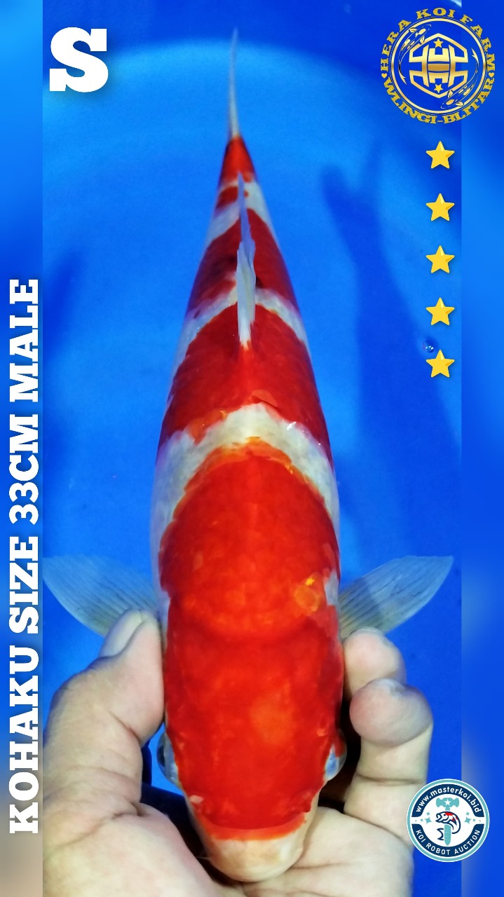 KOHAKU 33cm