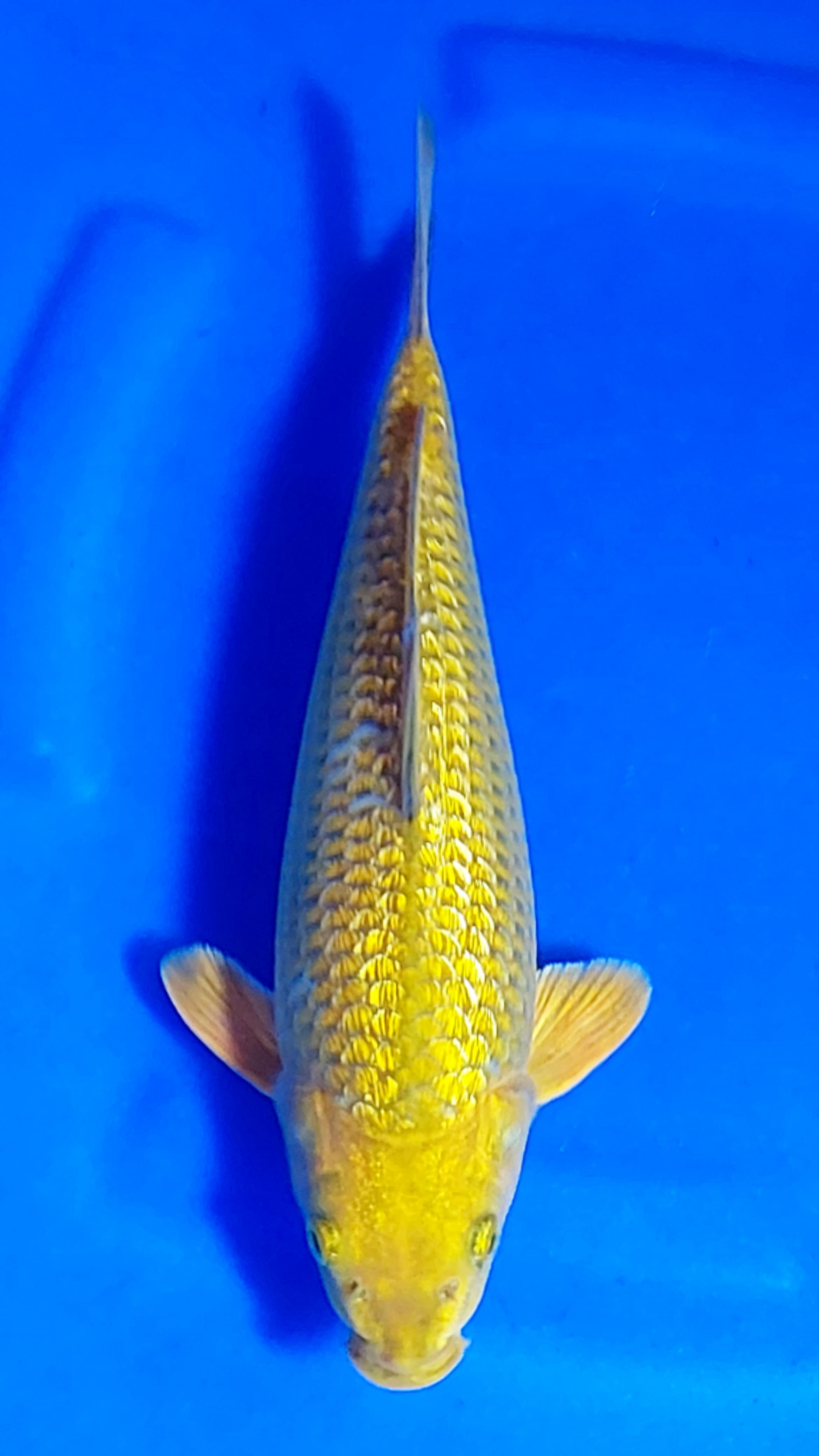Ikan Koi HIKARI GINRIN GOLD MIDORI 28cm, lelang koi HIKARI GINRIN GOLD MIDORI 28cm, jual koi HIKARI GINRIN GOLD MIDORI 28cm, beli koi HIKARI GINRIN GOLD MIDORI 28cm, Lelang Koi Online, Jual Beli Ikan Koi, Pusat Jual Beli Koi, Info Lelang Koi Hari Ini, Platform Jual Beli Koi, Jual Beli Ikan Koi Online, Marketplace Ikan Koi, Jual Koi Terbaik, Tempat Beli Koi Berkualitas, Pasar Ikan Koi Online Terpercaya, Penjual Ikan Koi Terpercaya, Beli Koi Hias Online, Ikan Koi untuk Dijual, Koi Kualitas Terbaik, Toko Online Ikan Koi, Koi Hias Untuk Dijual, Jual Beli Ikan Koi Lokal, Koi Indonesia Online, Pusat Jual Beli Koi Terbesar