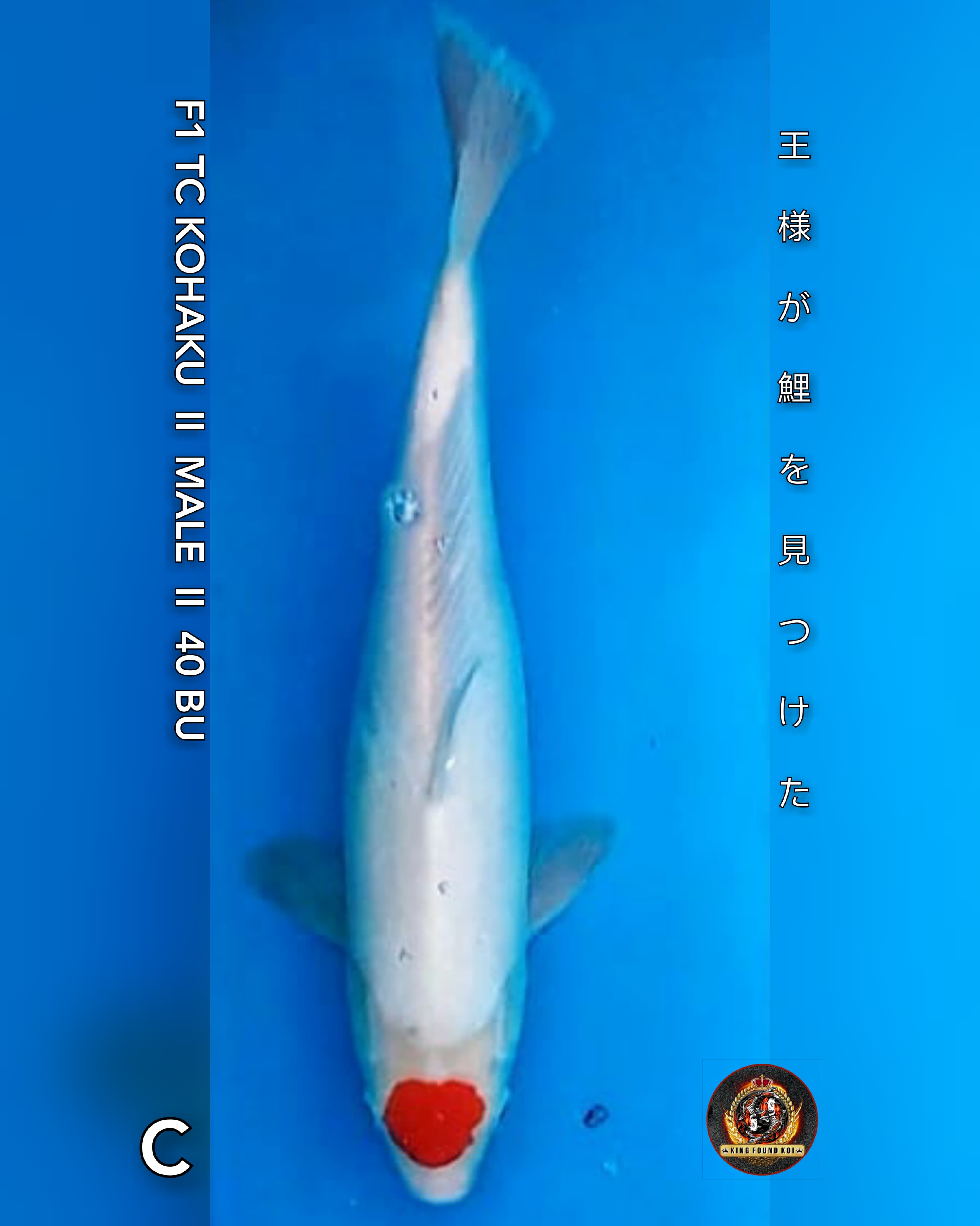 TANCHO KOHAKU 40cmBU II SUPER QUALITY II F1 BLOOD SAKAI