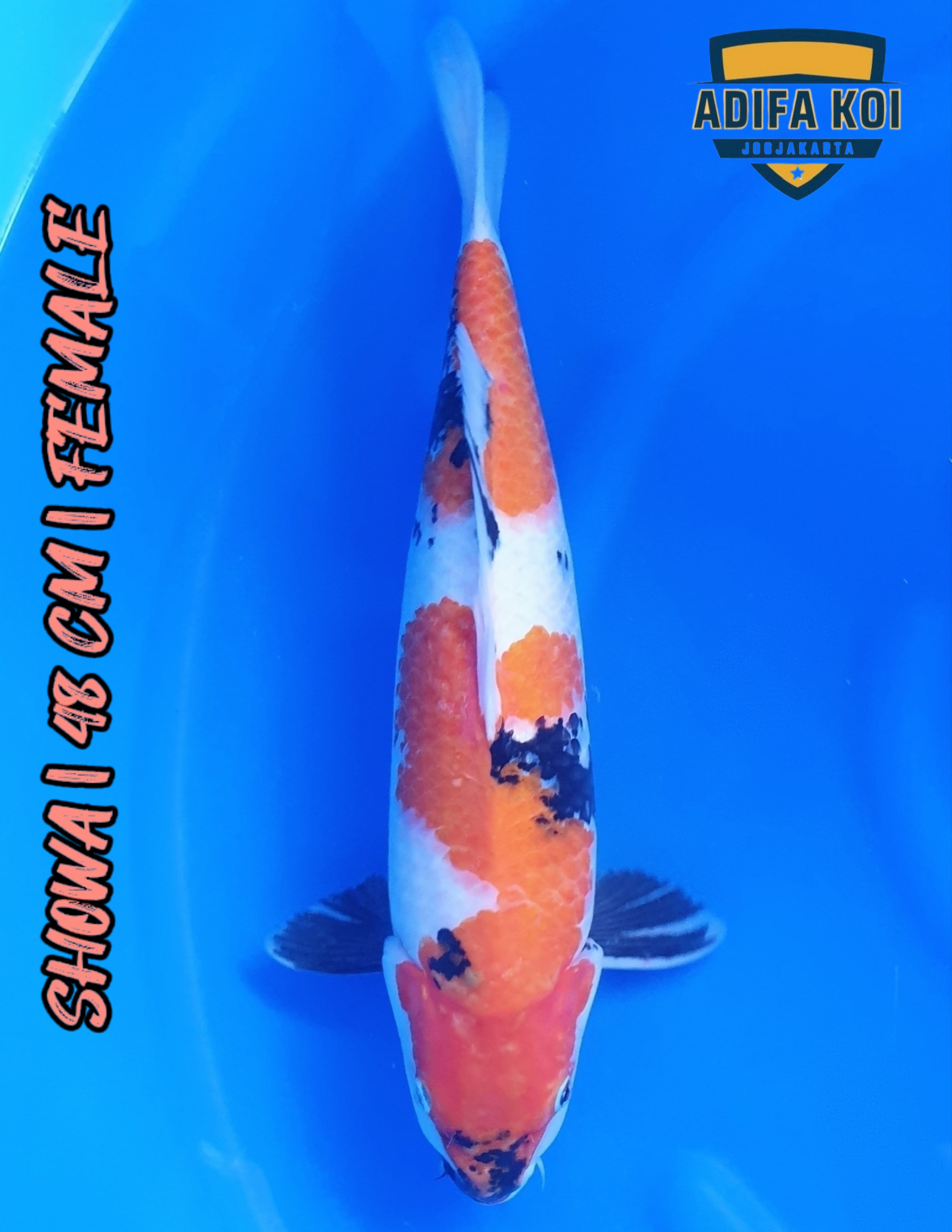 SHOWA 48cm M