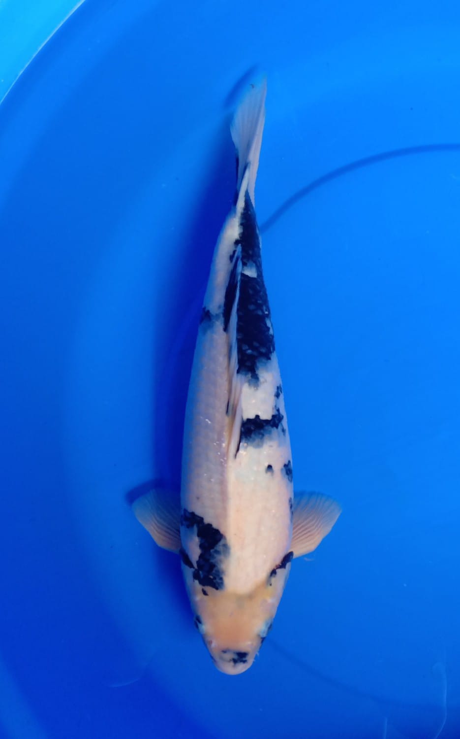 SHIRO 41cm