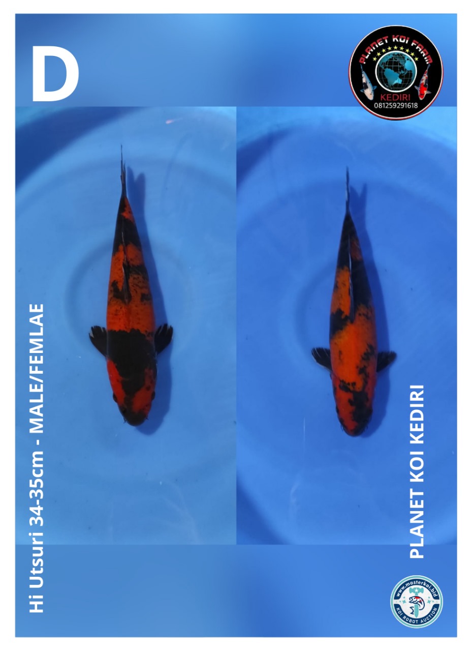 HI UTSURI 34-35cm