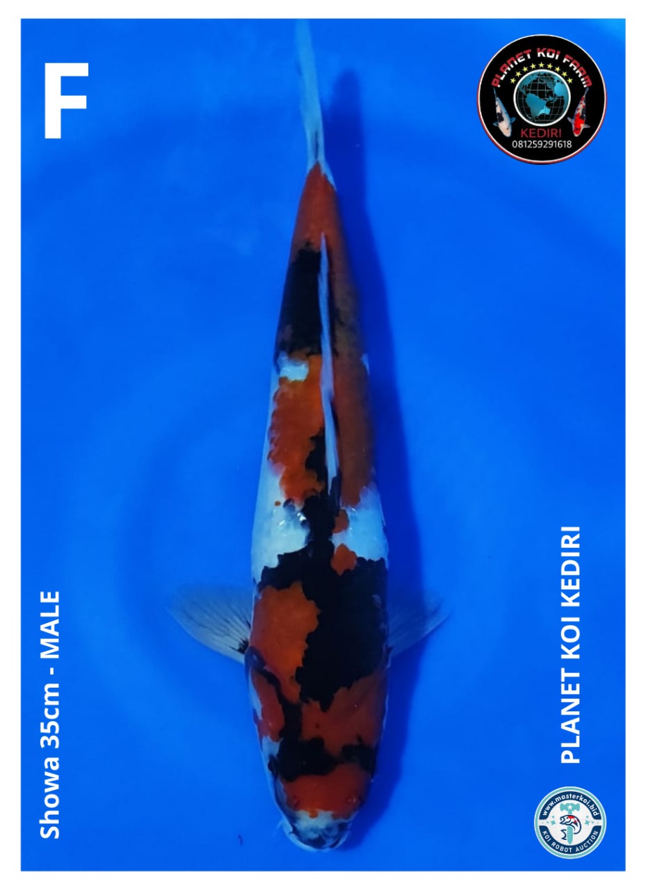 SHOWA 35cm