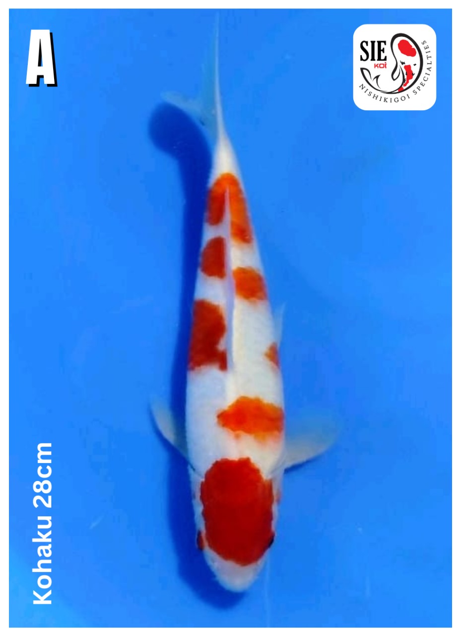KOHAKU 28cm