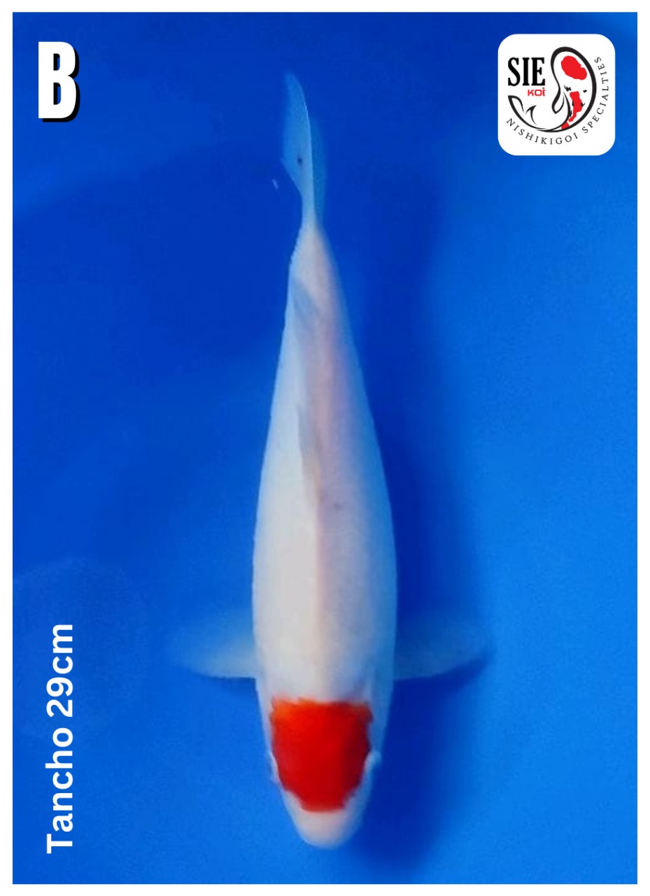 TANCHO 29cm