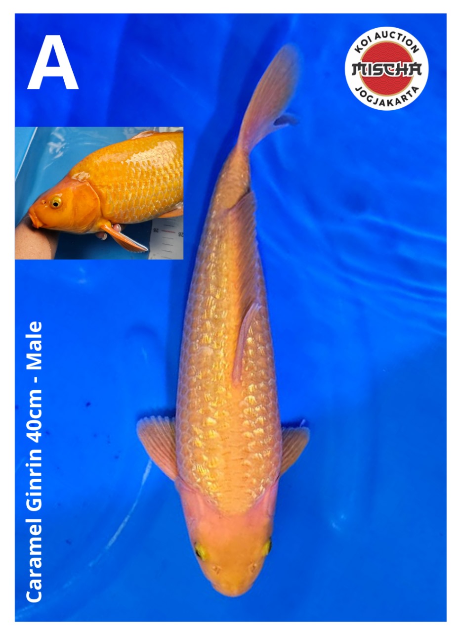 CARAMEL GINDRIN 40cm