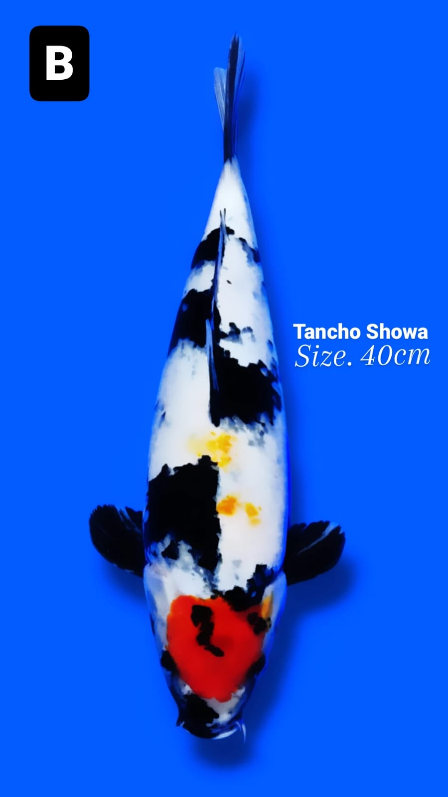 TANCHO SHOWA 40cm
