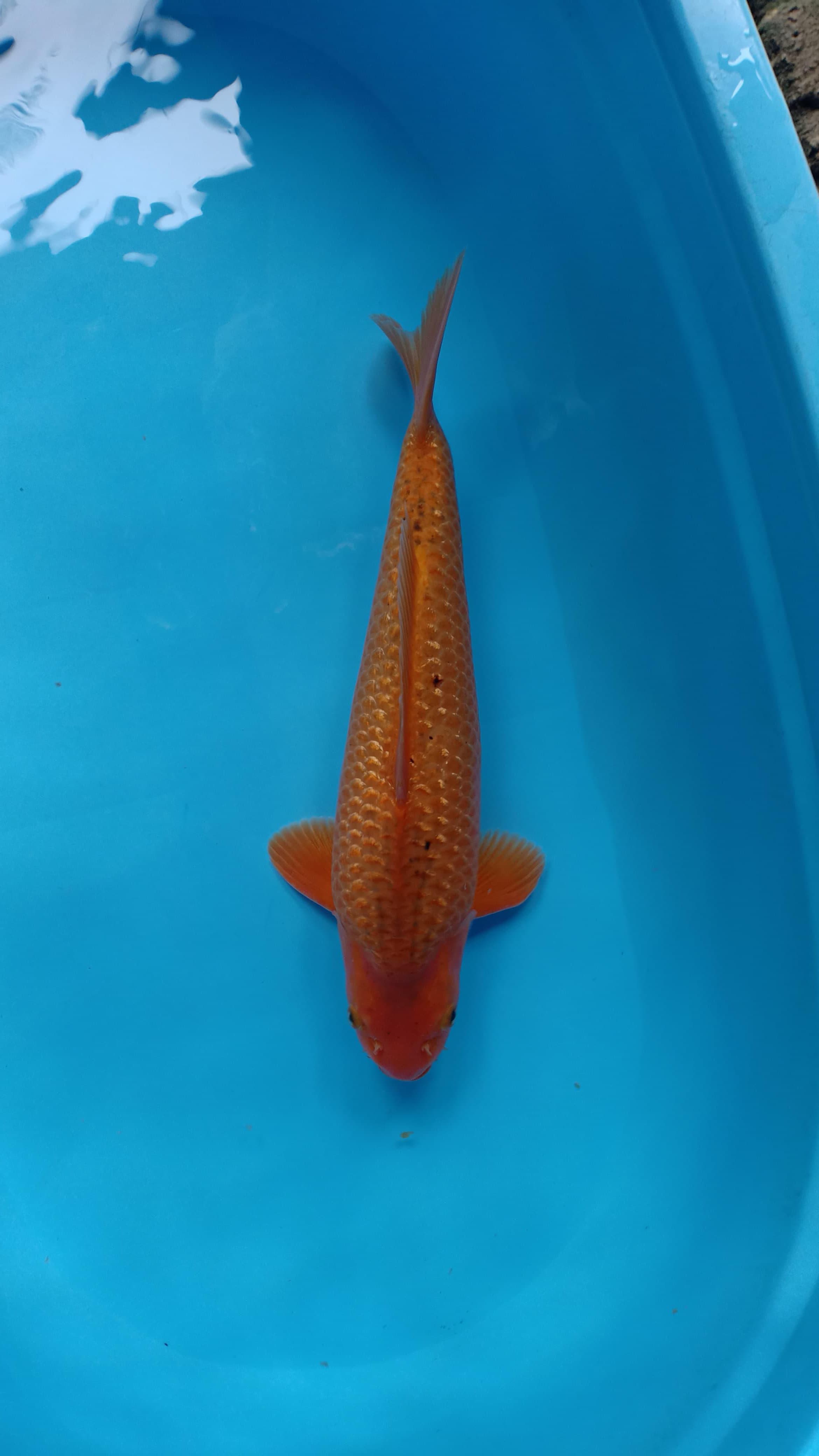 RED KARASI GINDRIN PADAT 41cm