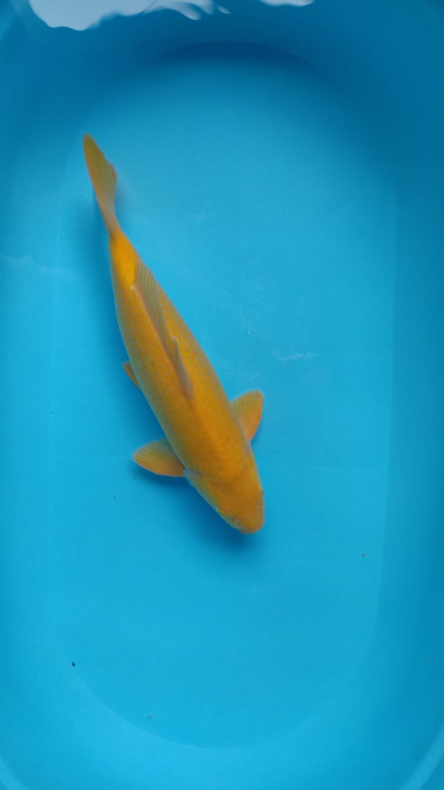 KARASI LEMON 41cm