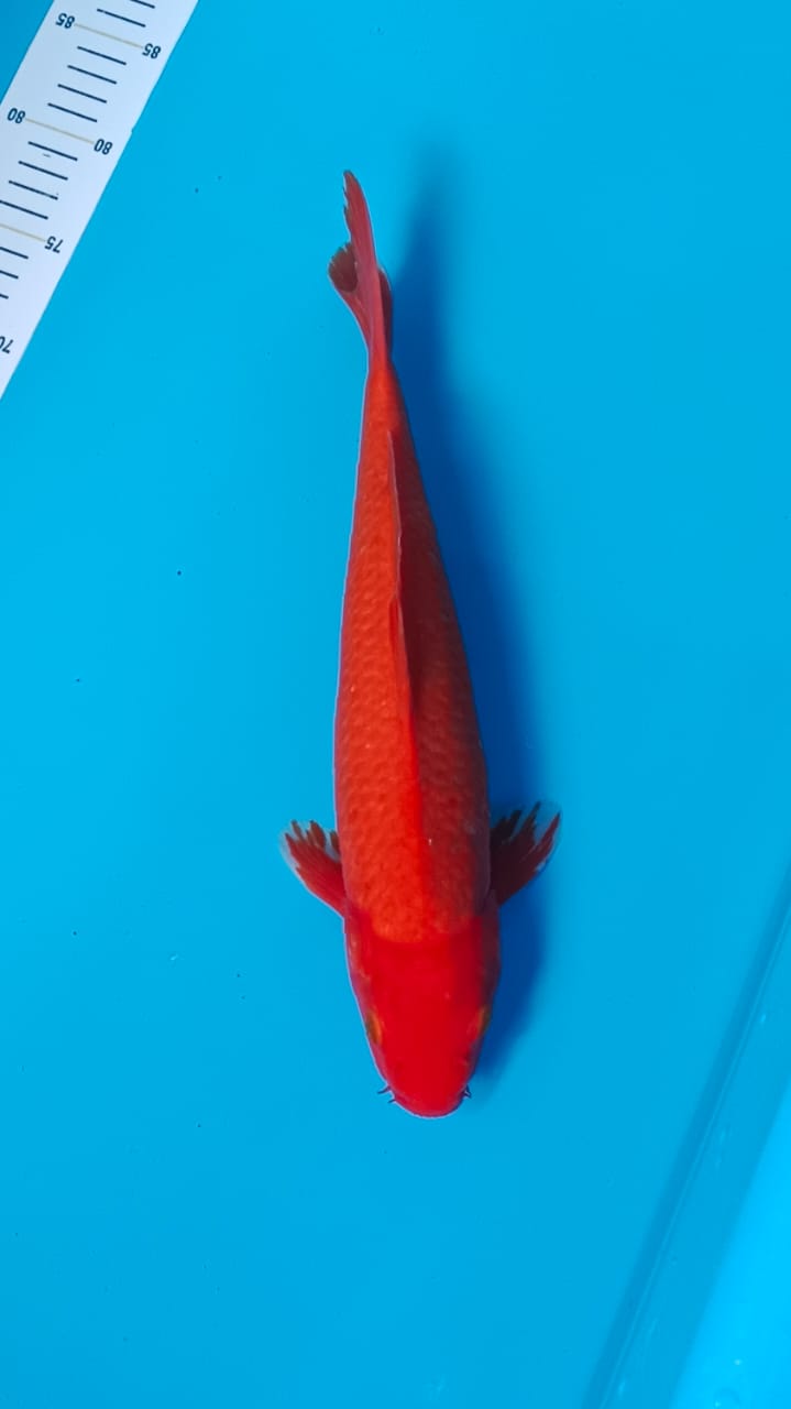 AKAHAJIRO 35cm