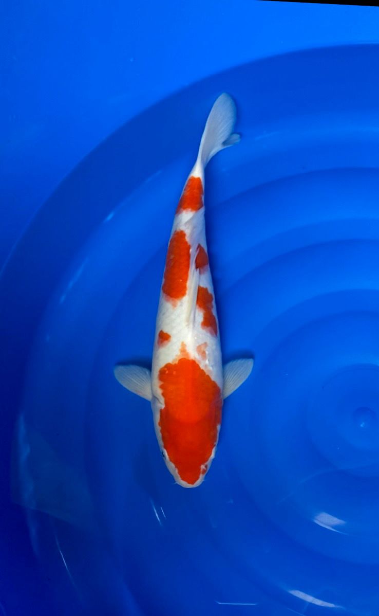 KOHAKU 40cm