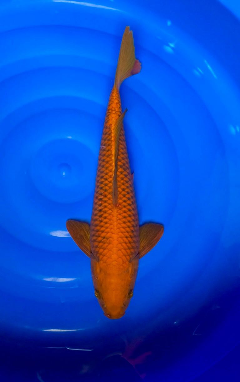 CAGOI 45cm