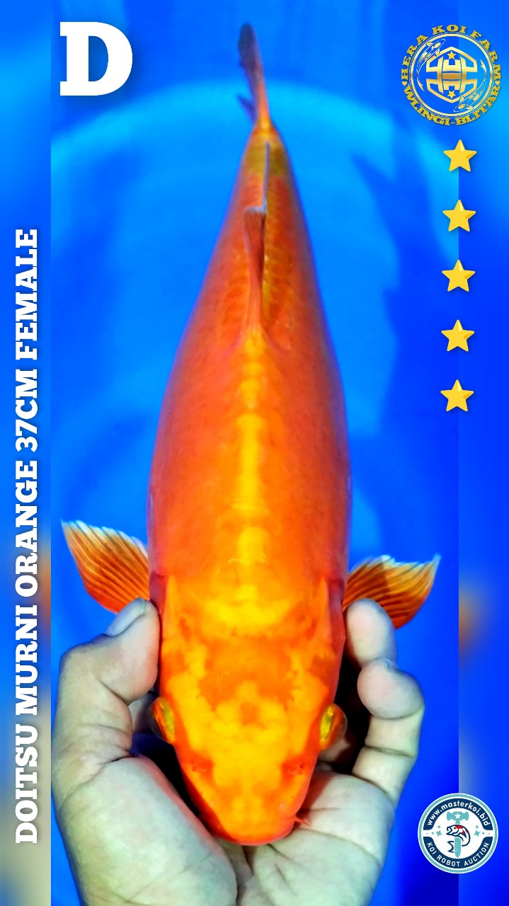 DOITSU 37cm