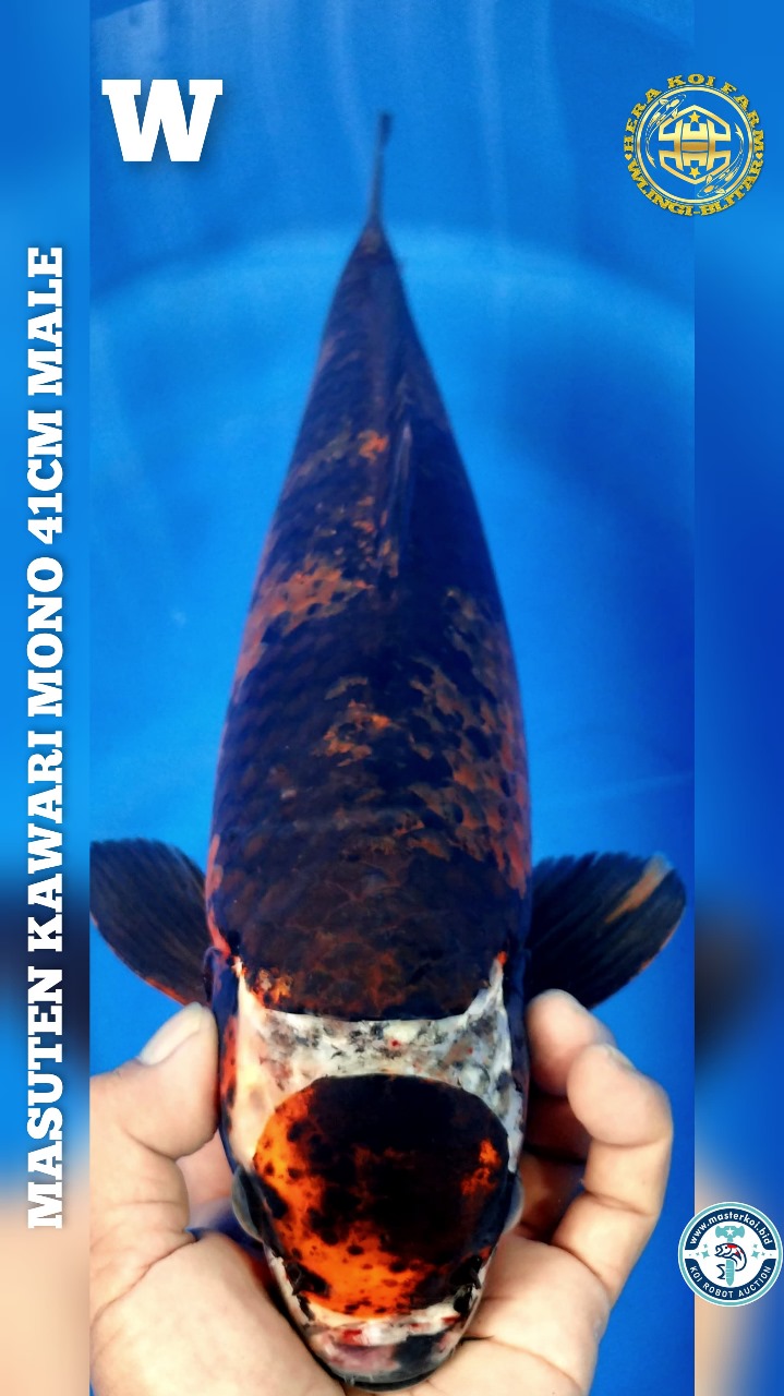 MARUTEN KAWARI MONO 41cm