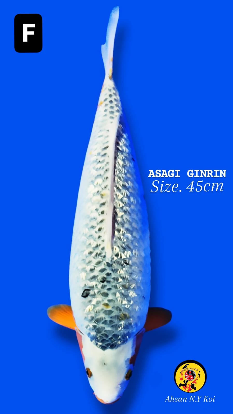 ASAGI GINRIN 45cm