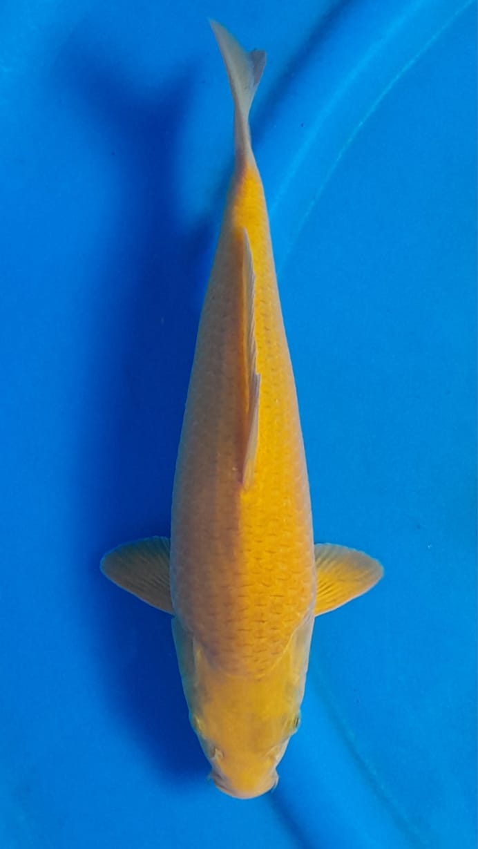 KARAMEL MADINA 32cm