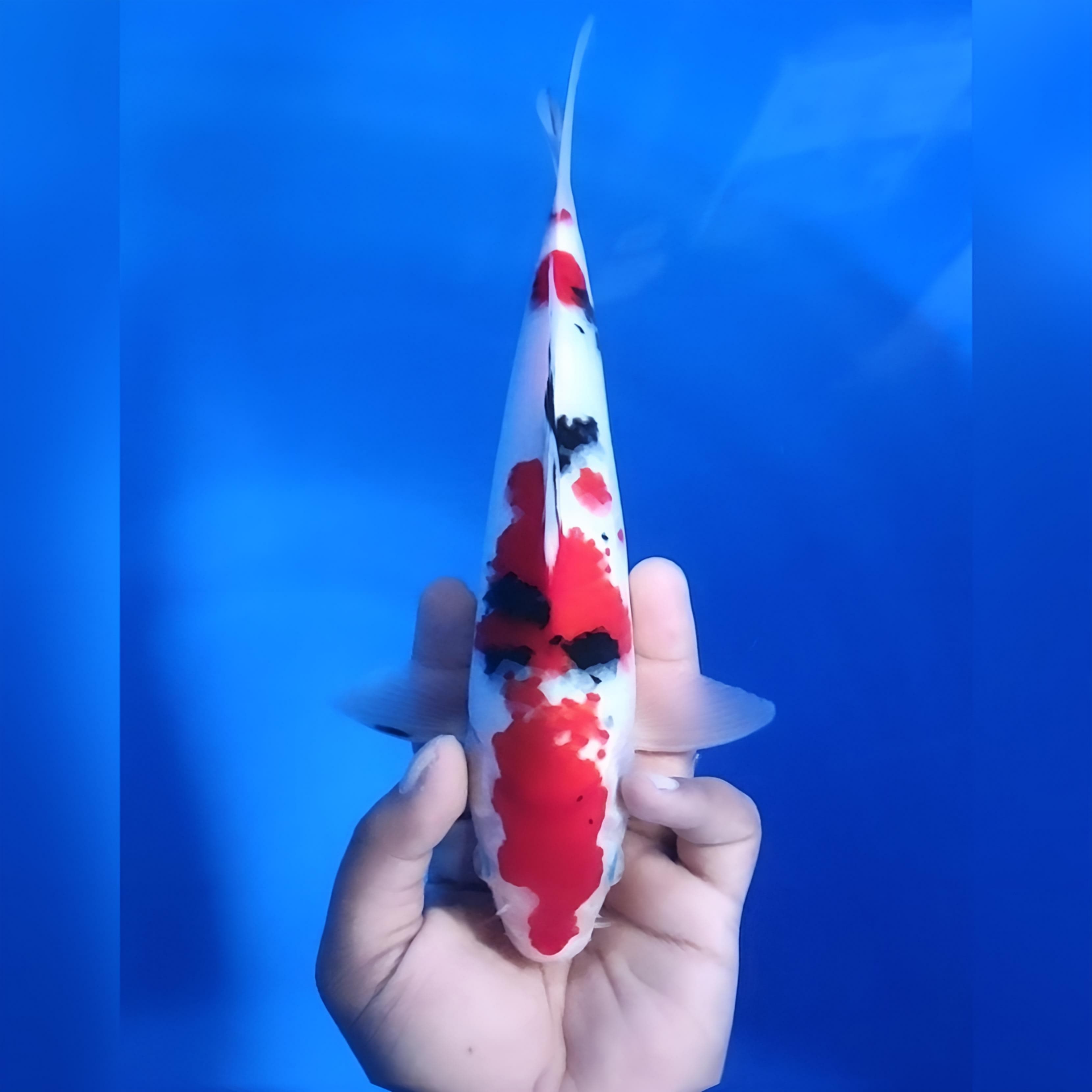 SANKE 28cm