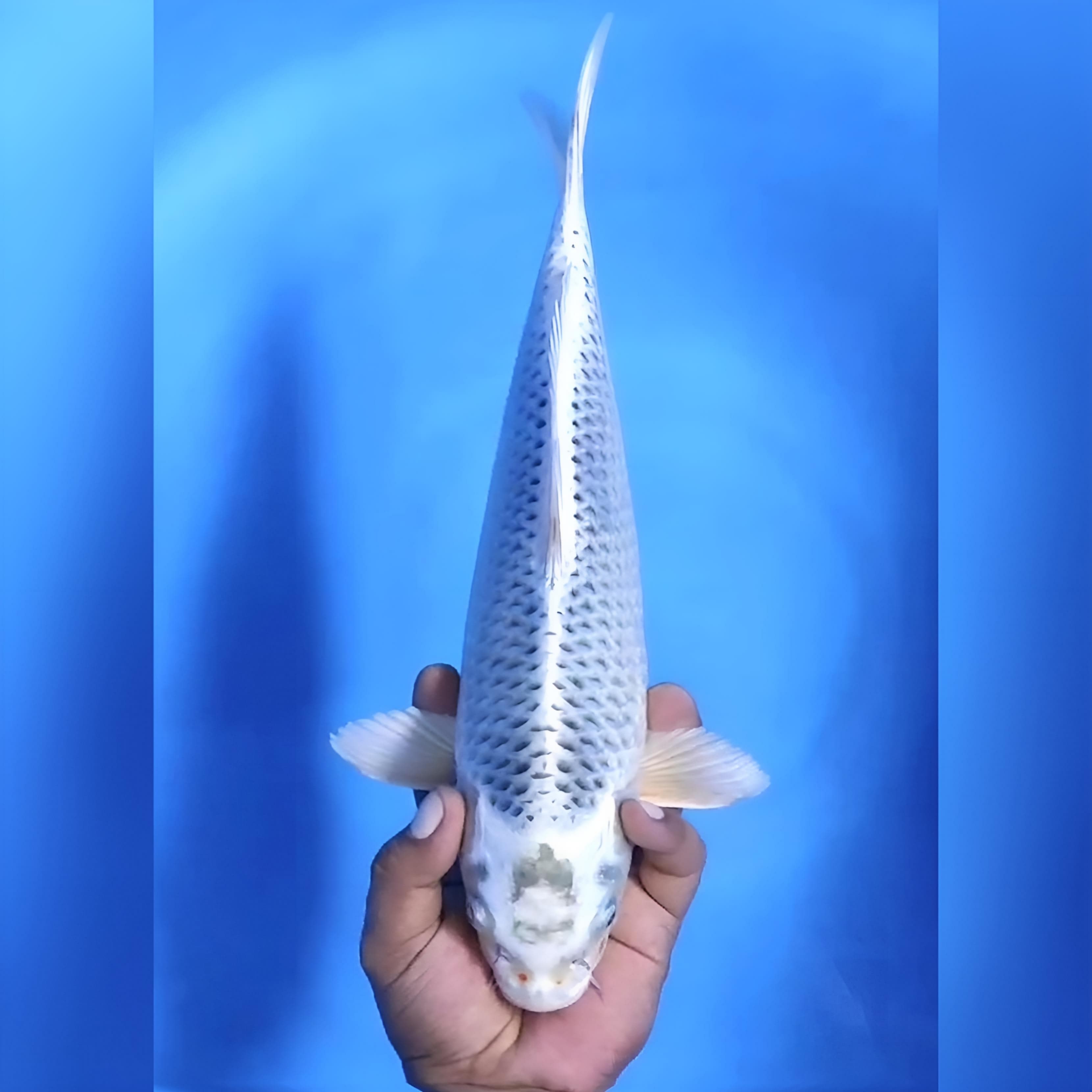 GIN MATSUBA 36cm