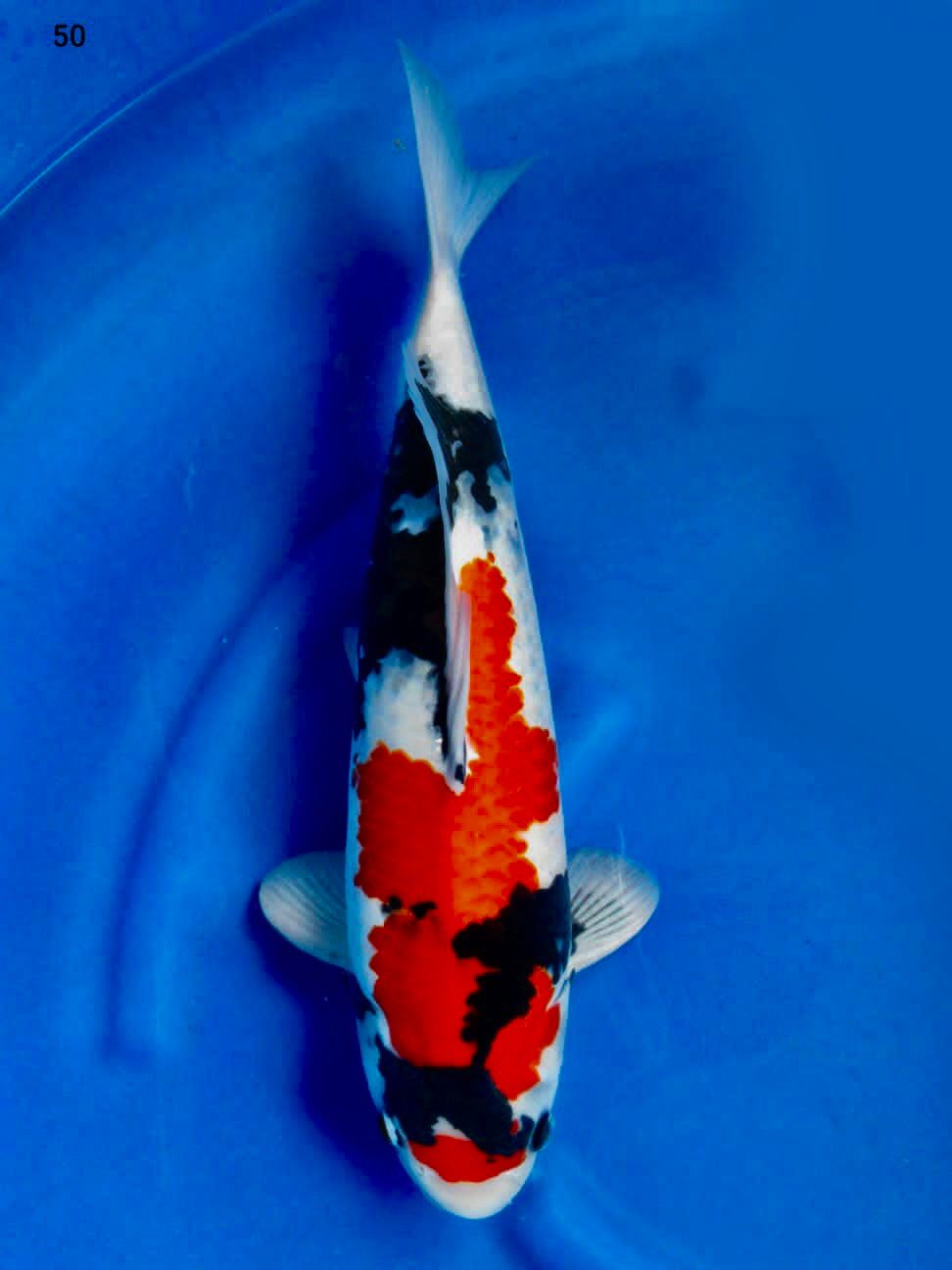 SHOWA F1 SAKAI JUMBO 50cm MALE