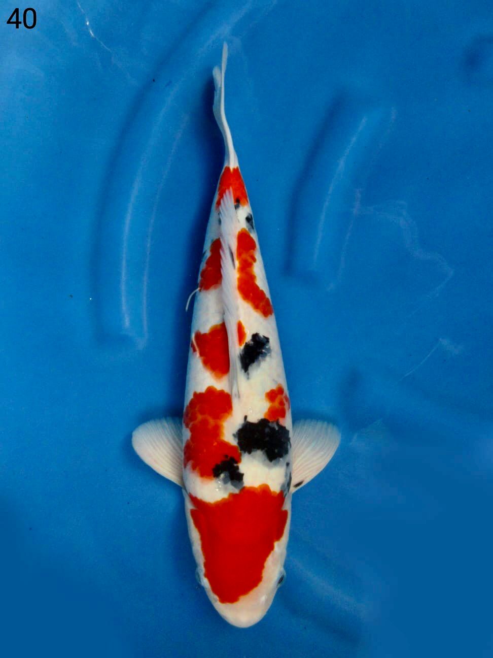 SANKE F1 SAKAI 40cm MALE