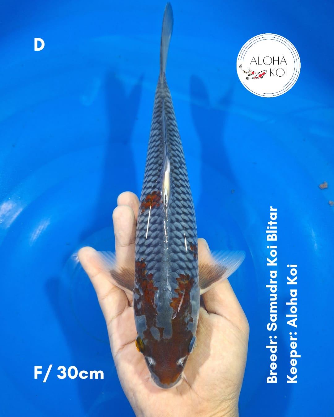 OCHIBA 30cm