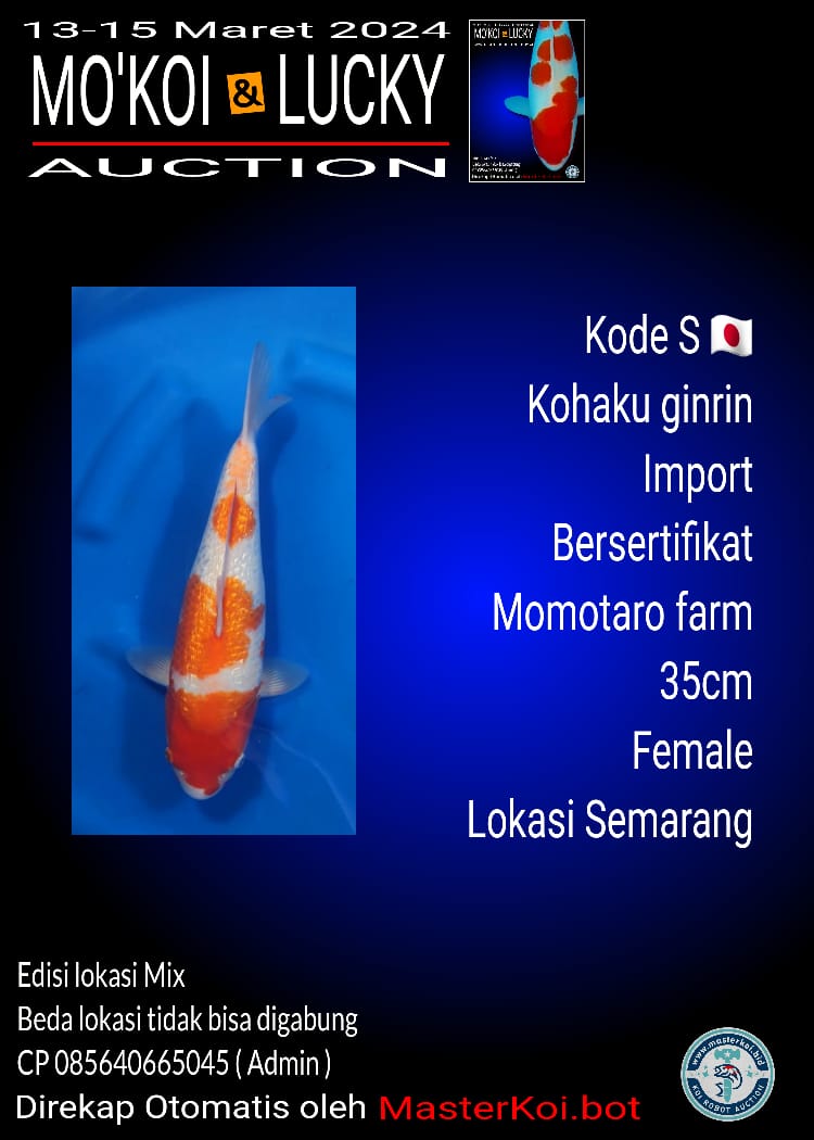 KOHAKU GINRIN 35cm