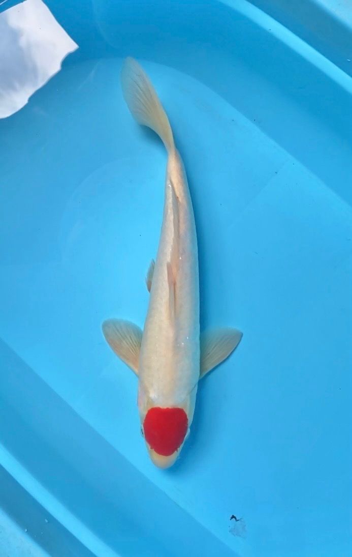 TANCO KOHAKU 42cm