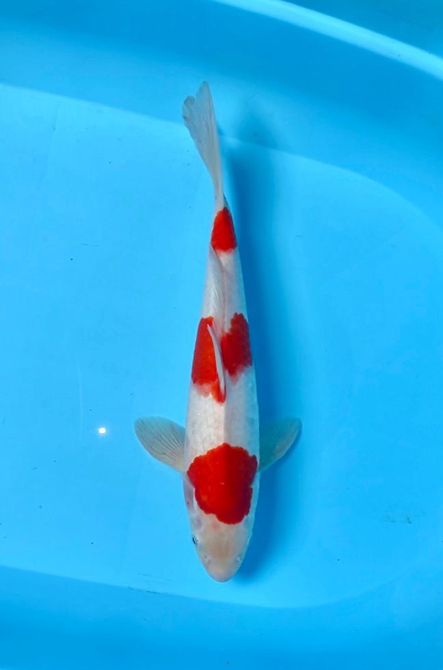 KOHAKU 36cm