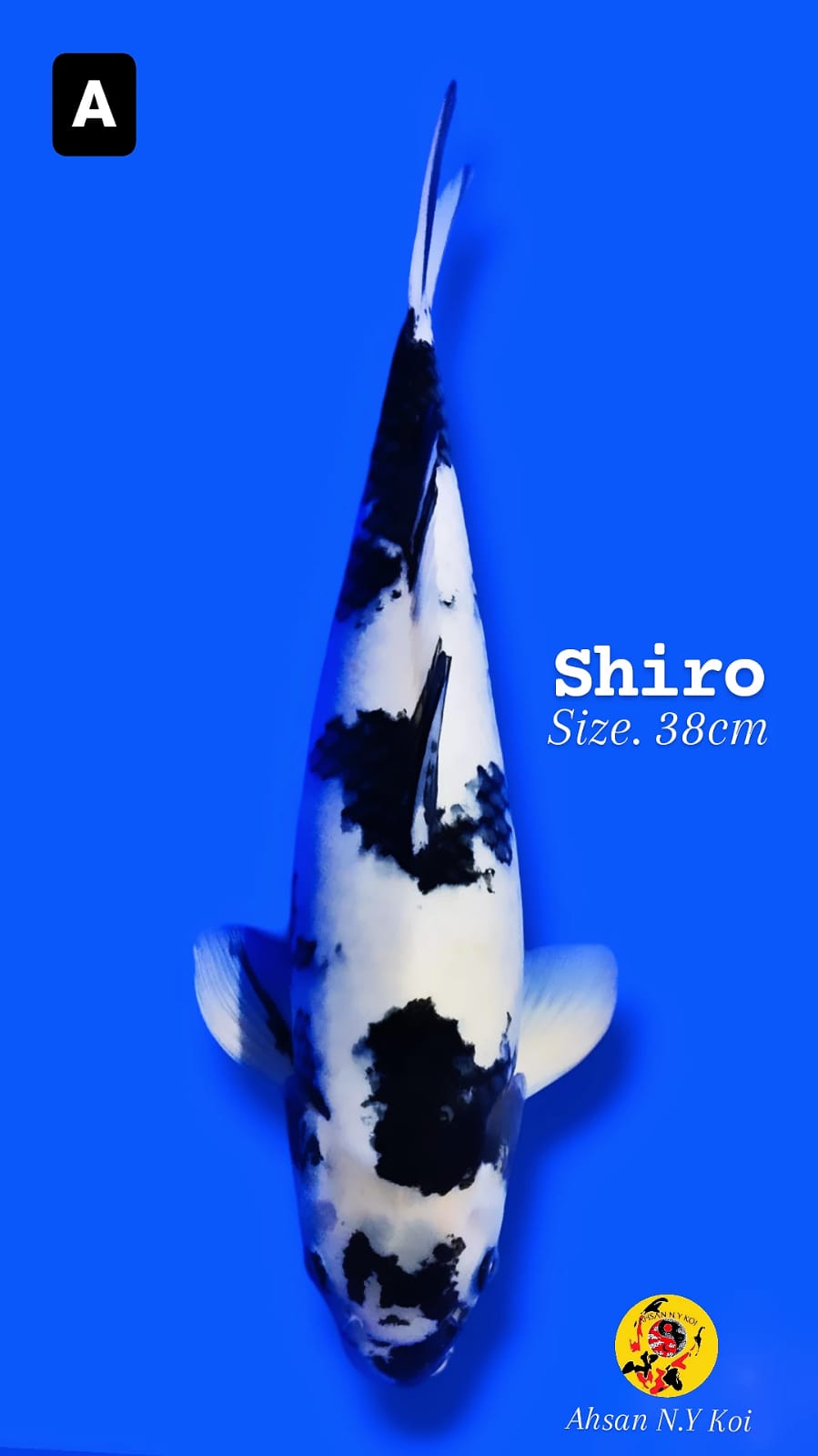 SHIRO 38cm